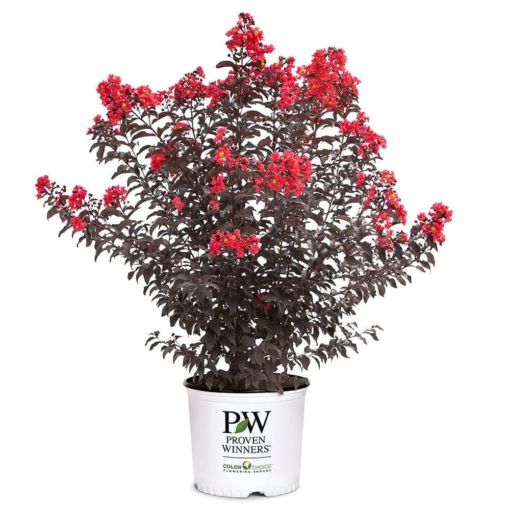 Proven Winners 2 Gal. Center Stage Red Crape Myrtle Shrub