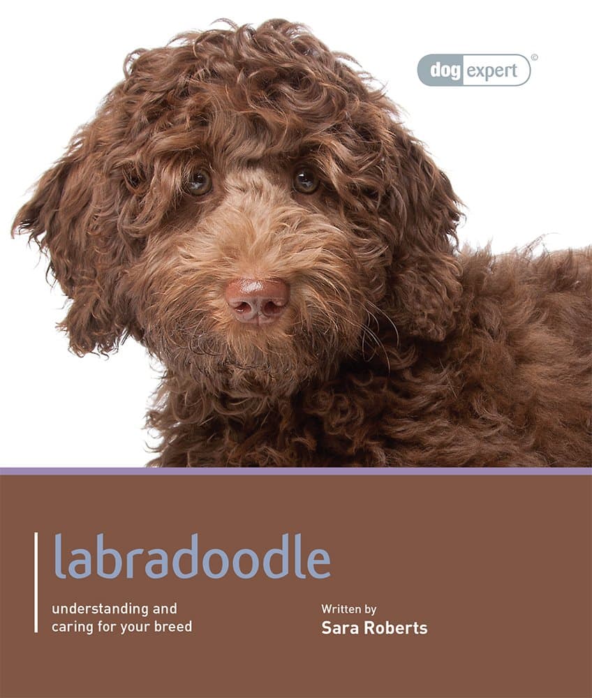 Labradoodle - Dog Expert Paperback – Large Print, 1 April 2013