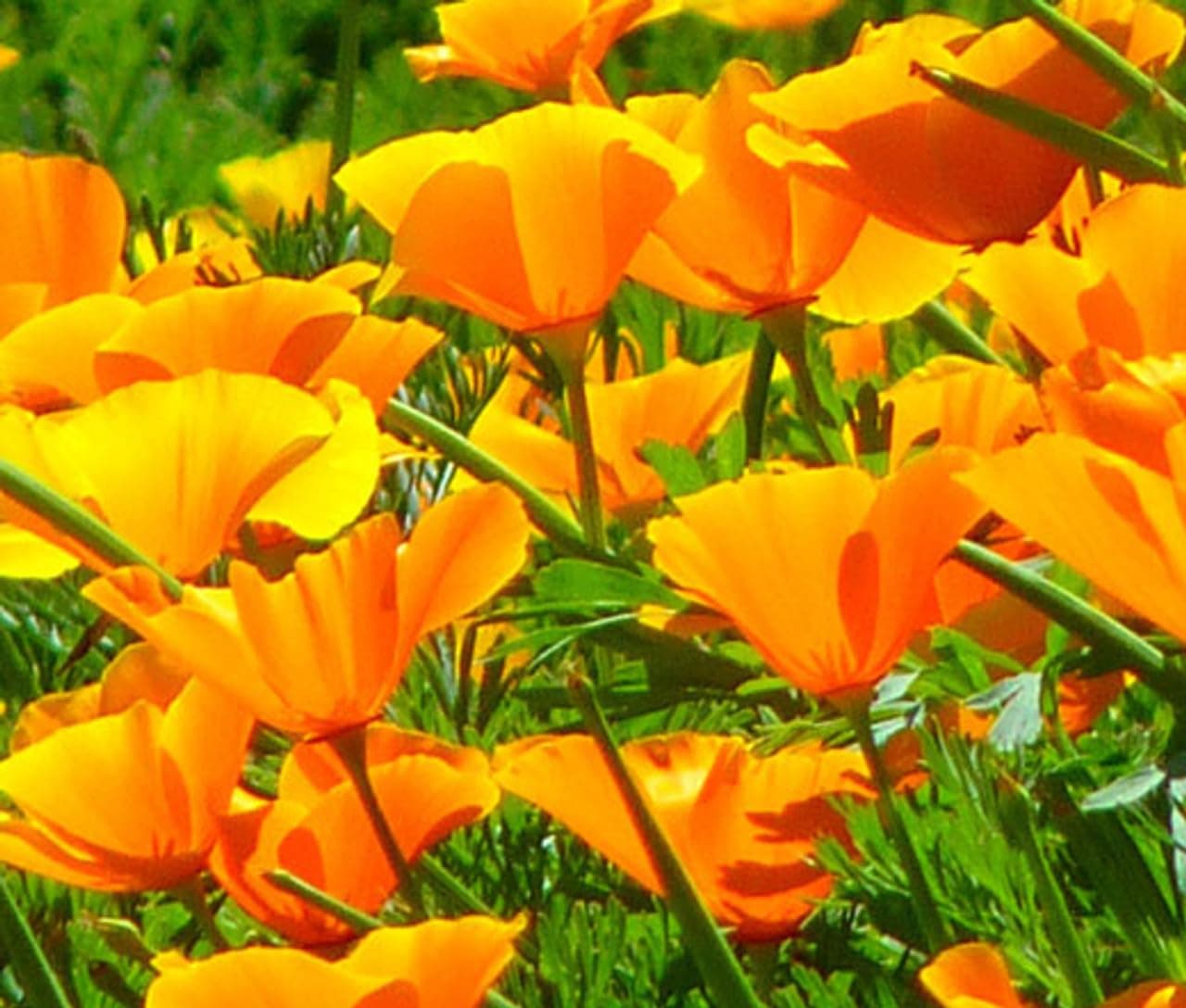 California Orange Poppy (Eschscholzia californica) Seeds, Bulk Pack of 4 Oz, Over 80,000 Seeds by Seeds2Go