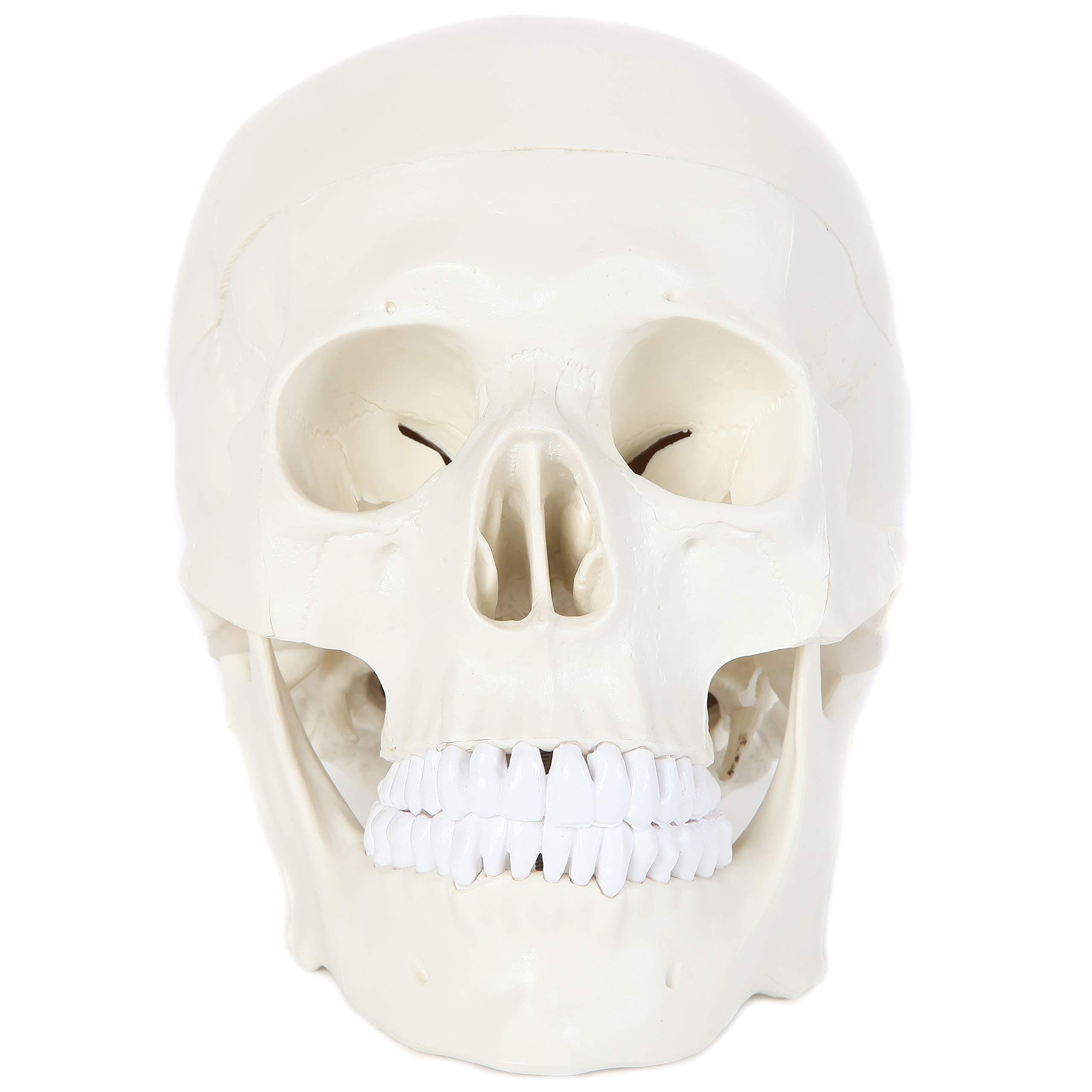 Anatomy Lab Human Skull Model, 3 Part Life Size Anatomical Human Skull Model for Anatomy, Features Removable Skull Cap (Calvaria), Articulating Jaw (Mandible), and Base of Skull for Educational Study