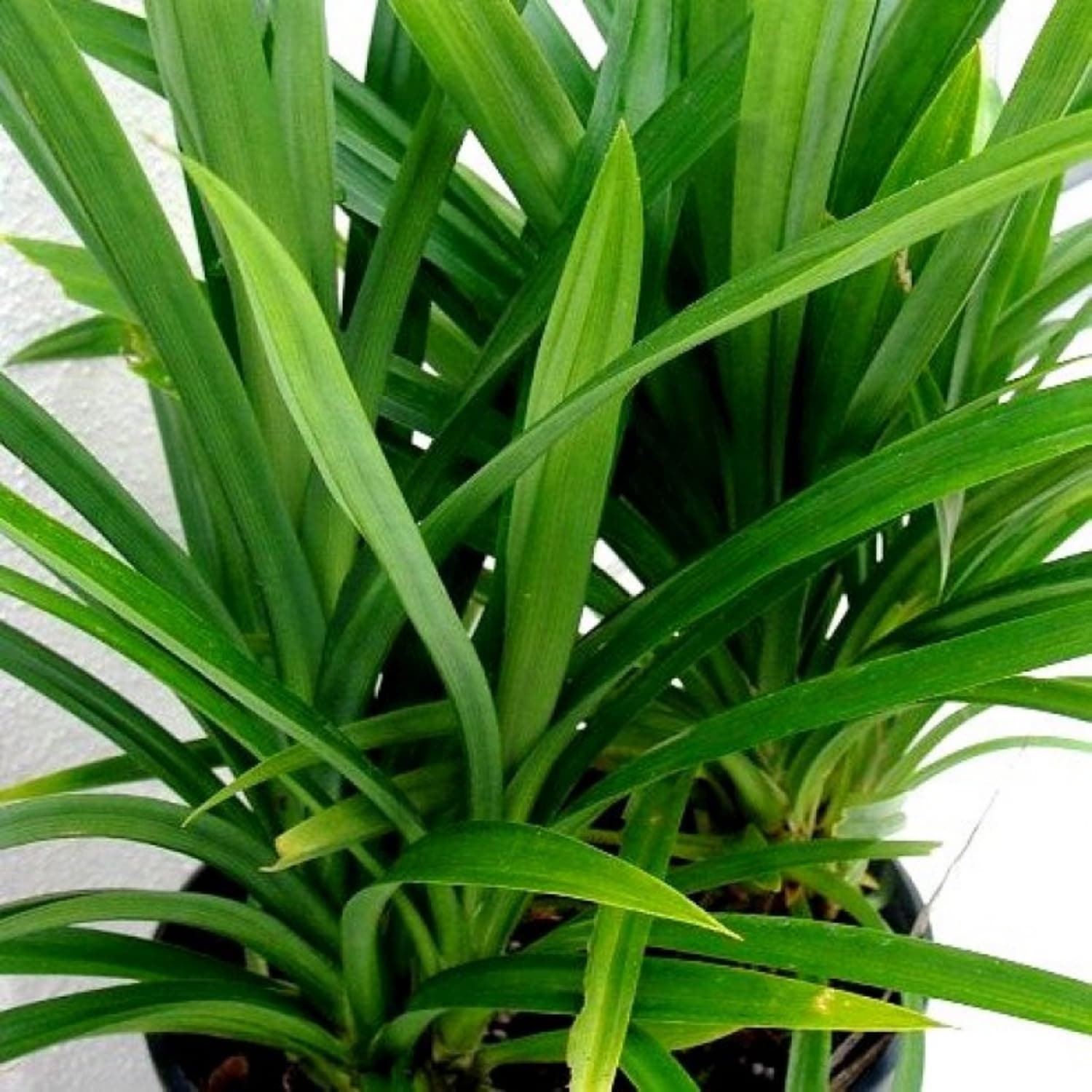 Hug A Plant | Biryani leaf Plant,Rambha Plant (Pandanus Amaryllifolius Plant - Pandan Plant, Basmati Plant) - Medicinal/Ornamental Plant