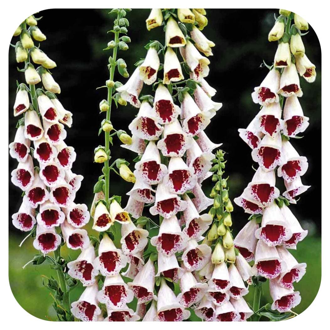 Foxglove Digitalis 'Pam's Choice' 'Elsie Kelsey' x 6 Large Perennial Plug Plants