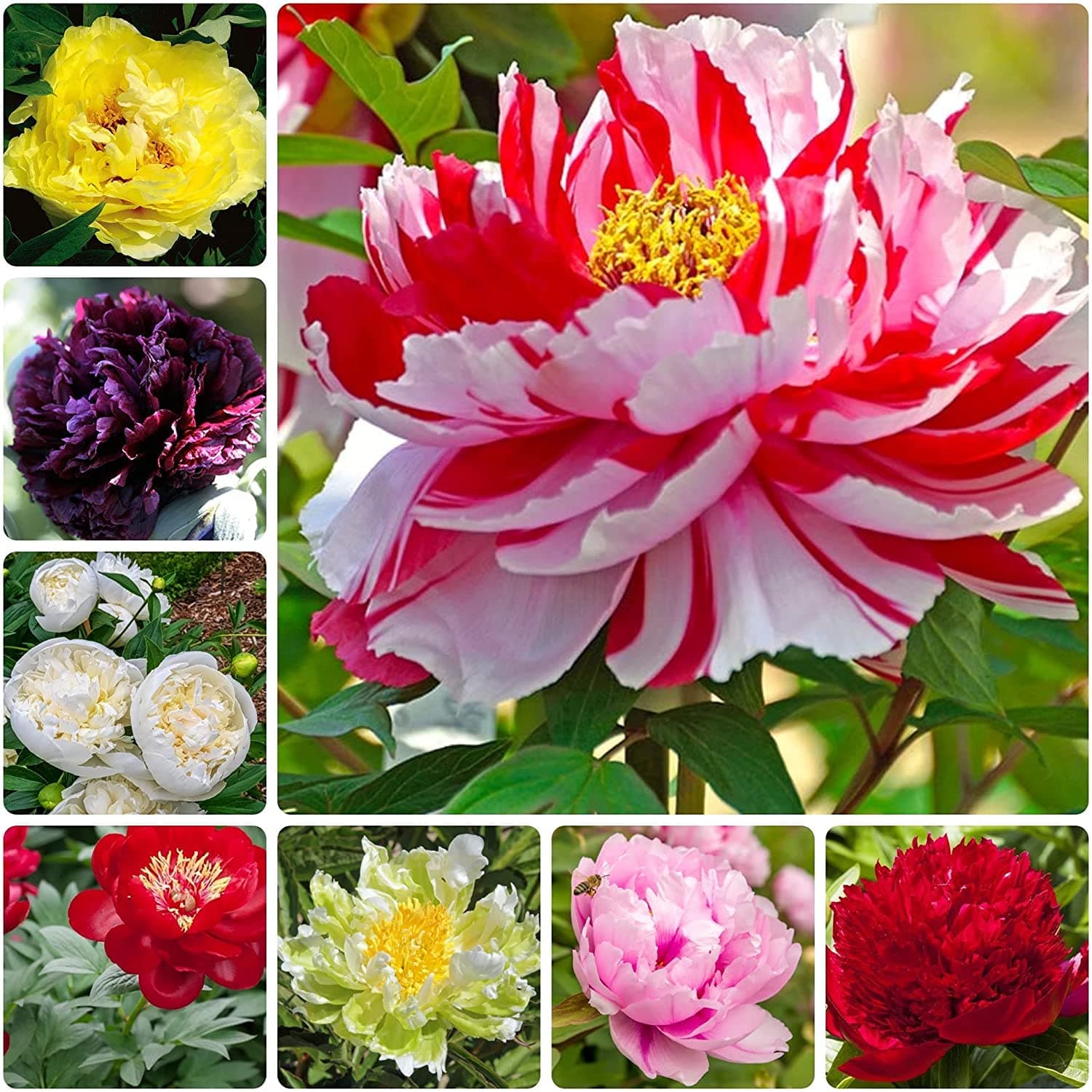 Peony Seeds - 15 Seeds - Mixed Colors, Great for Bonsai, Container or Outdoor Growing