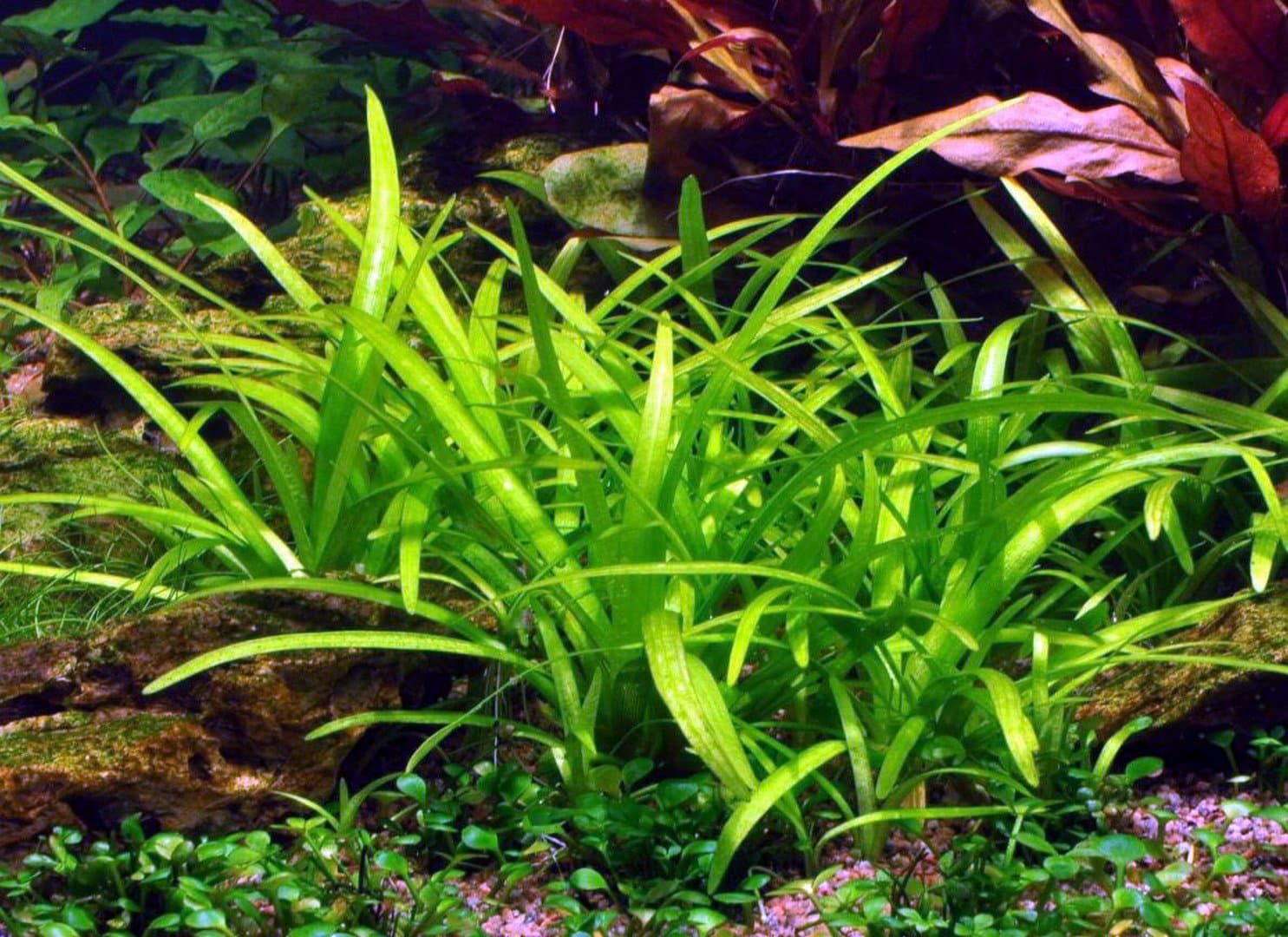 AquaPlants Sagittaria subulata - in vitro