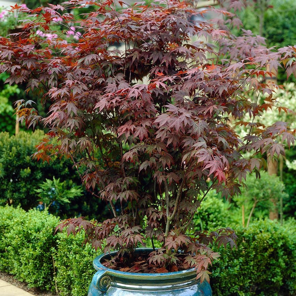 YouGarden Japanese Red Maple Acer palmatum 'Atropurpureum', Red Leaves in 10.5cm Pot, Autumn Colour, Deciduous Plant