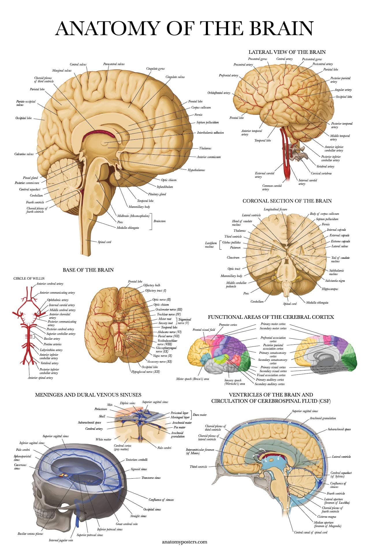 Palace Learning Brain Anatomy Poster - Laminated - Anatomical Chart of the Human Brain (Laminated, 18" x 24")