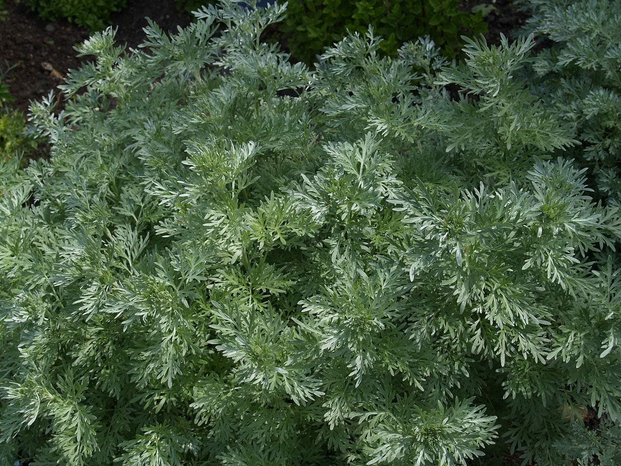 ScoutSeed Artemisia Absinthium 2500 SEMI"ASSENZIO Romano 0,5 GRAMMO, Circa 2.500 SEMI