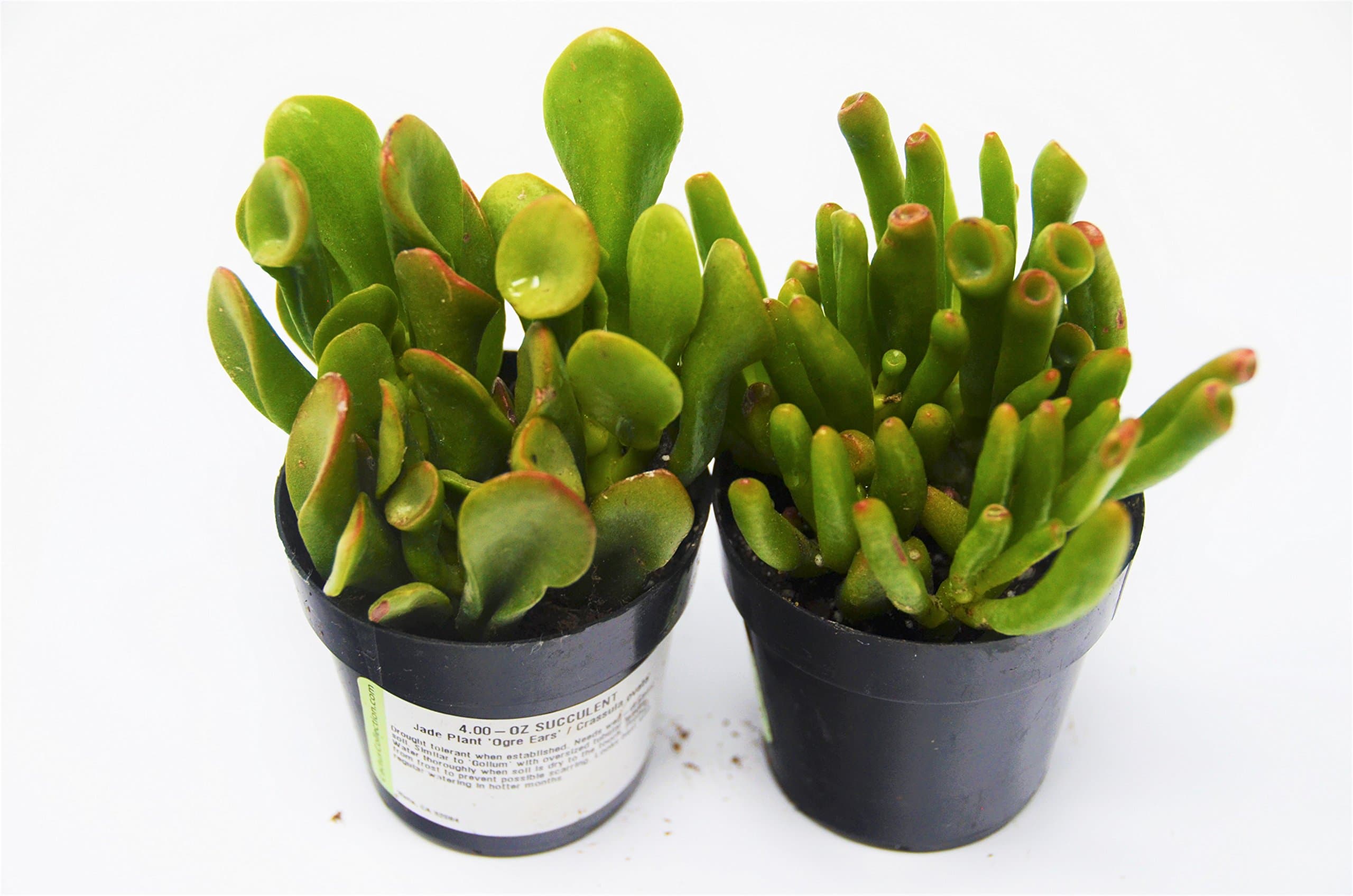 Jade Succulent Variety Pack/All Different Species / 2" Pots/Live Home and Garden Plants (2)