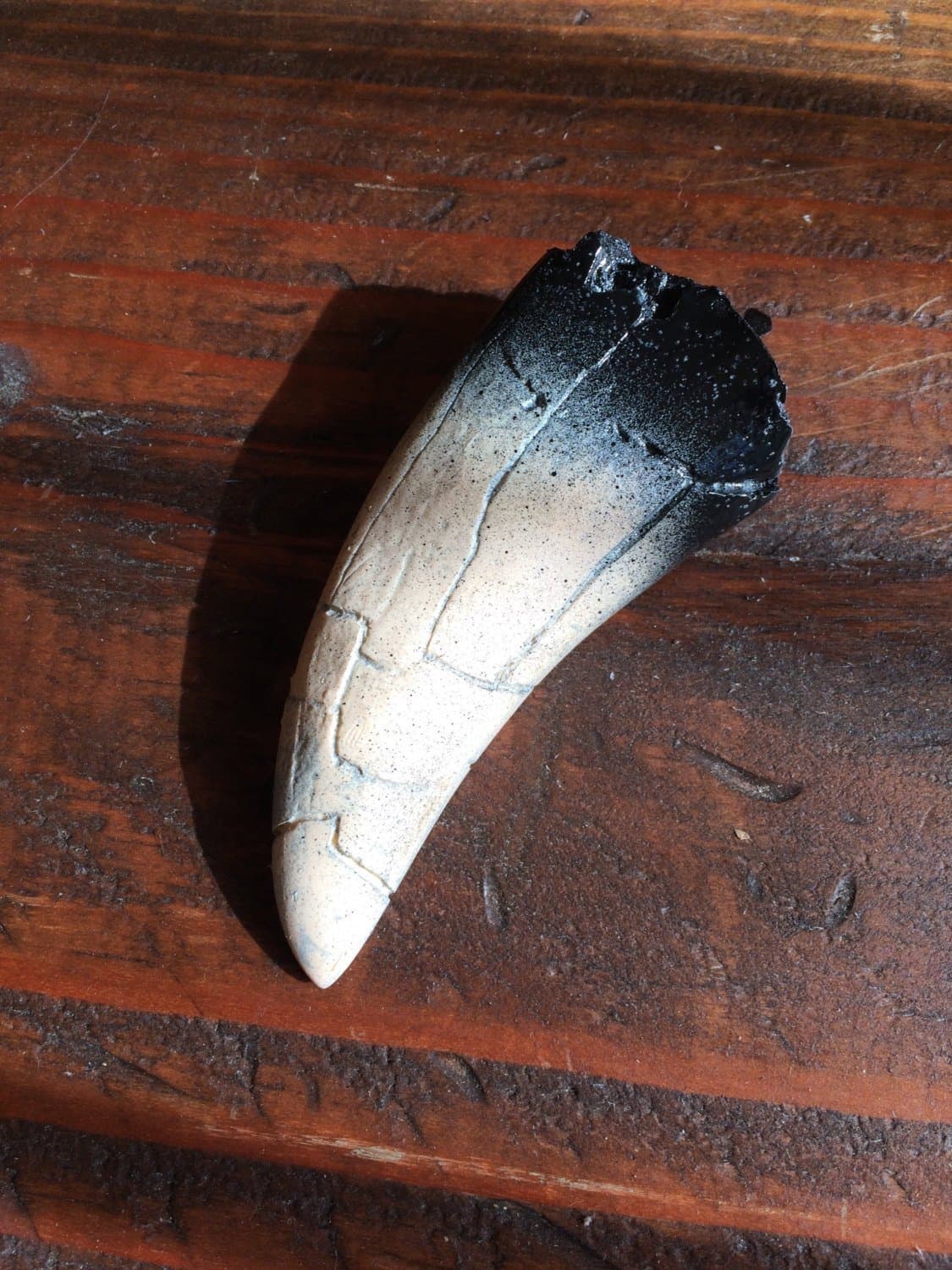 Full Size Dragon Tooth Collected From A Live Dragon