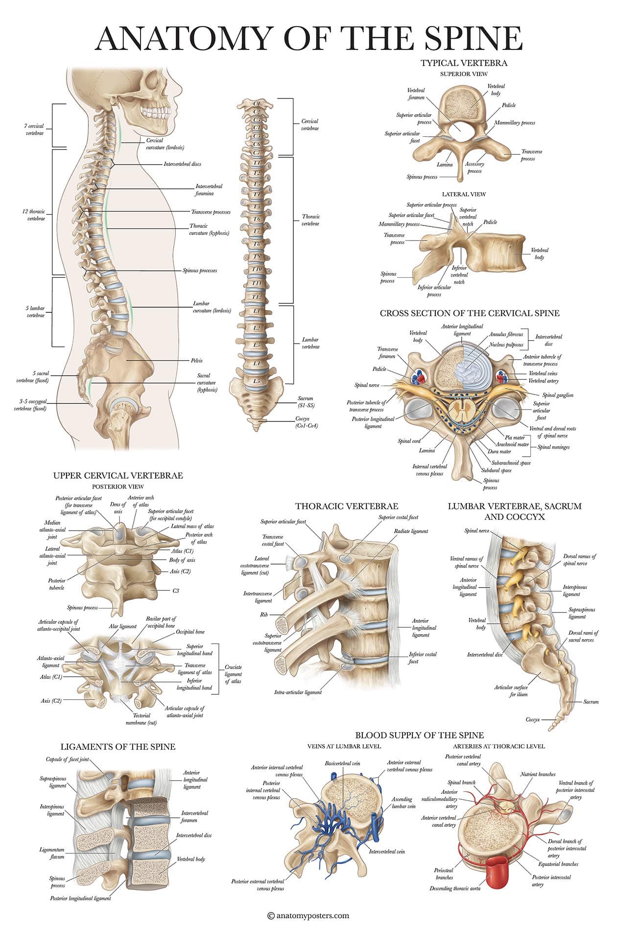 Palace Learning Anatomy of the Spine Poster - Laminated Spinal Anatomical Chart - 18" x 24"