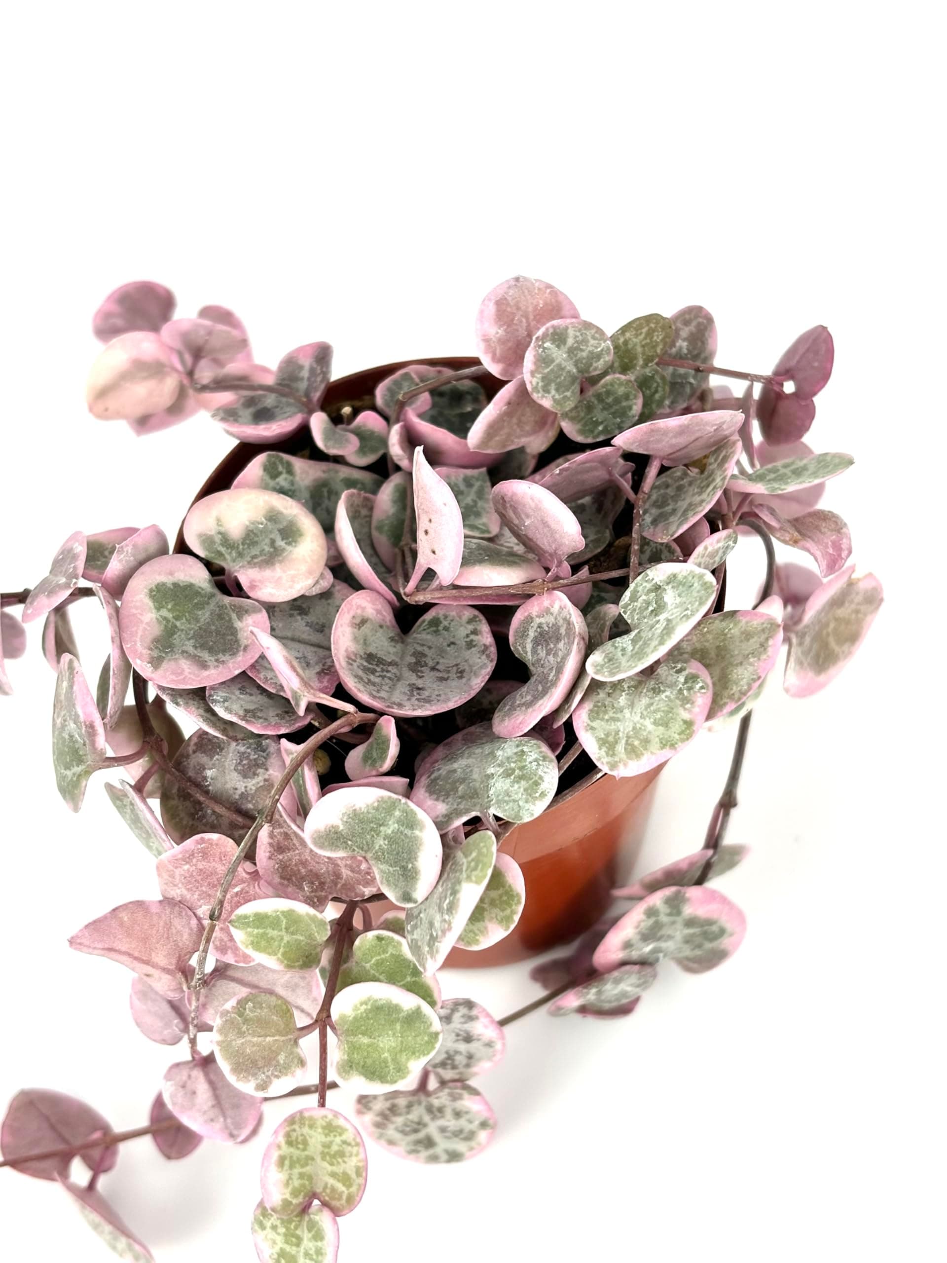 String of Hearts Succulent Plant, 2" Pot, Variegated