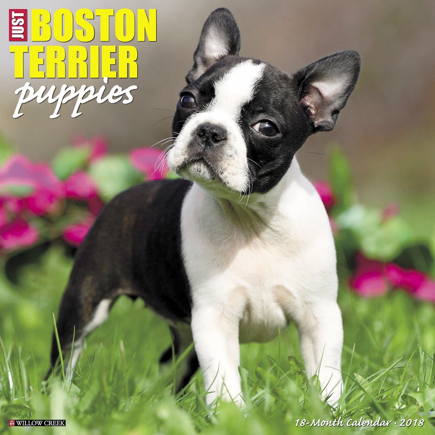 Just Boston Terrier Puppies 2018 Calendar Calendar – Wall Calendar
