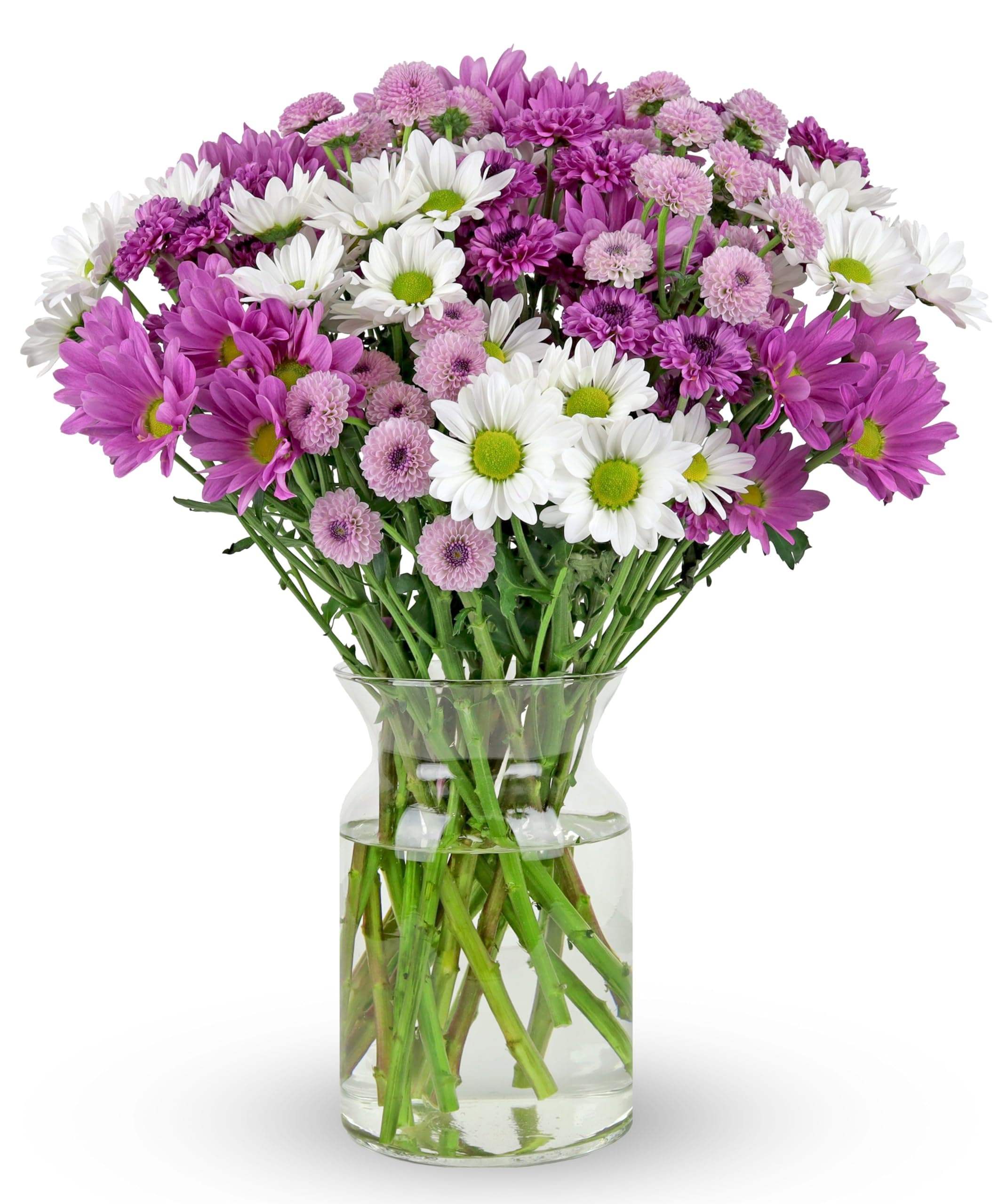 Benchmark Bouquets - Purple Daisies - Fresh Flowers for Delivery - Real Flowers in a Vase - Floral Arrangement - Birthday Flowers for Women - Get Well - Sympathy Gifts - Glass Vase Included (16 Stems)