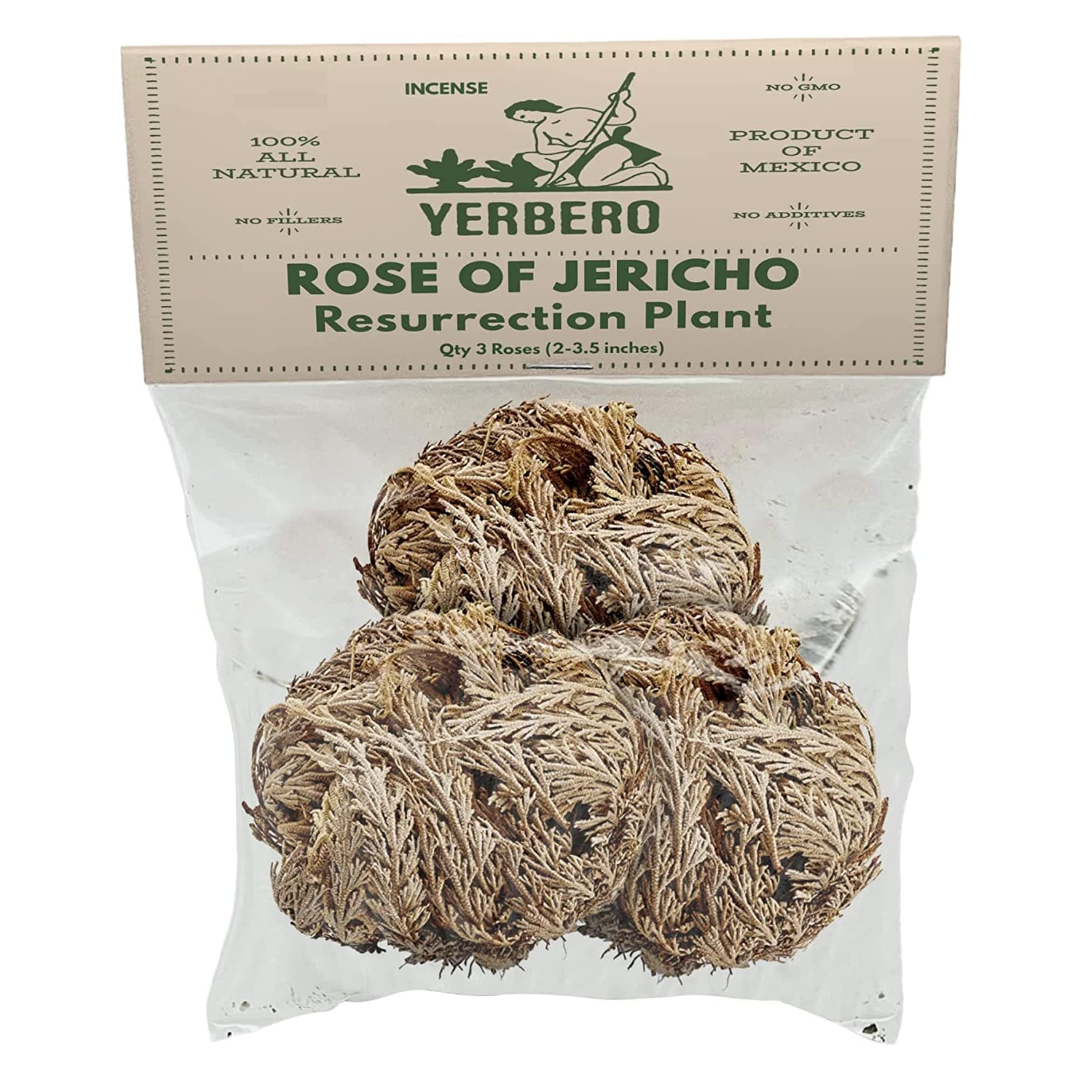 YERBERO3 Piece Bundle Rose of Jericho Dried Flower | Selaginella Lepidophylla | Resurrection Plant | 3 Medium Size Roses | Abundance, Prosperity, Sacred Doradilla Plant