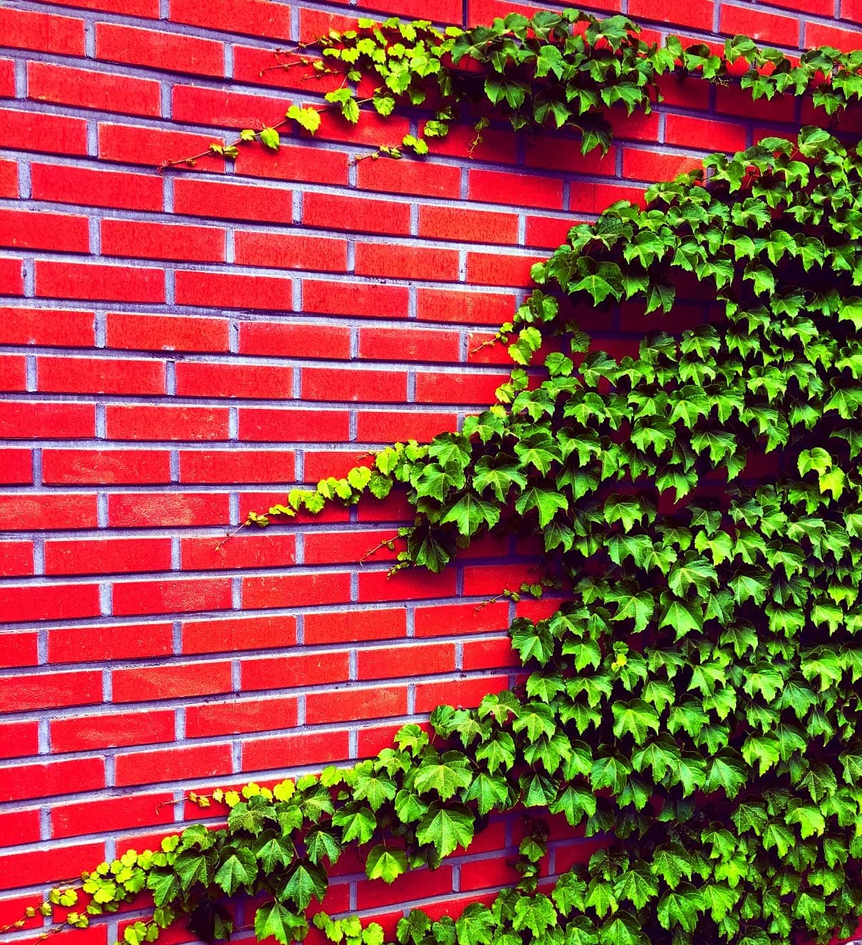 Boston Ivy Vine Seeds – 50 Easy-to-Grow Seeds for Lush Garden Coverage and Privacy - Decorative Climbing Vines for Gardens, Fences, Pergolas, and Walls