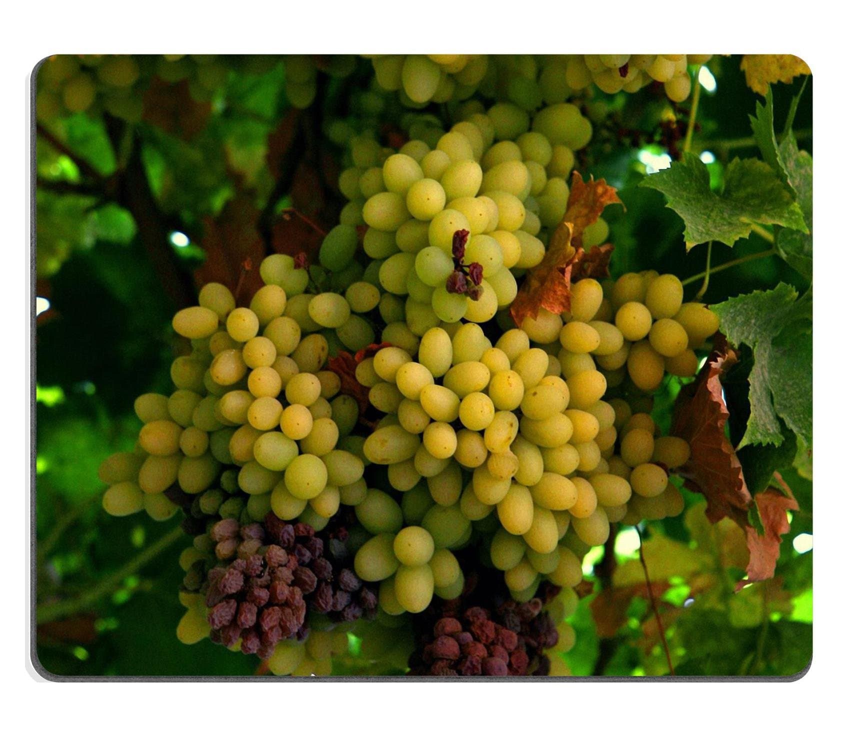 Green Grape Vines Nature Fruit Mouse Pads Customized Made to Order Support Ready 9 7/8 Inch (250mm) X 7 7/8 Inch (200mm) X 1/16 Inch (2mm) Eco Friendly Cloth with Neoprene Rubber Luxlady Mouse Pad Desktop Mousepad Laptop Mousepads Comfortable Computer Mouse Mat Cute Gaming Mouse pad