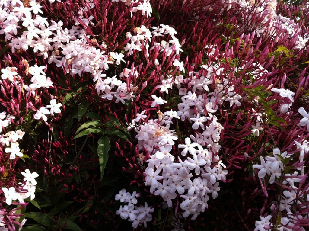 Jasminum polyanthum - Pink Jasmine - 2 Feet Tall - Ship in 1 Gal Pot