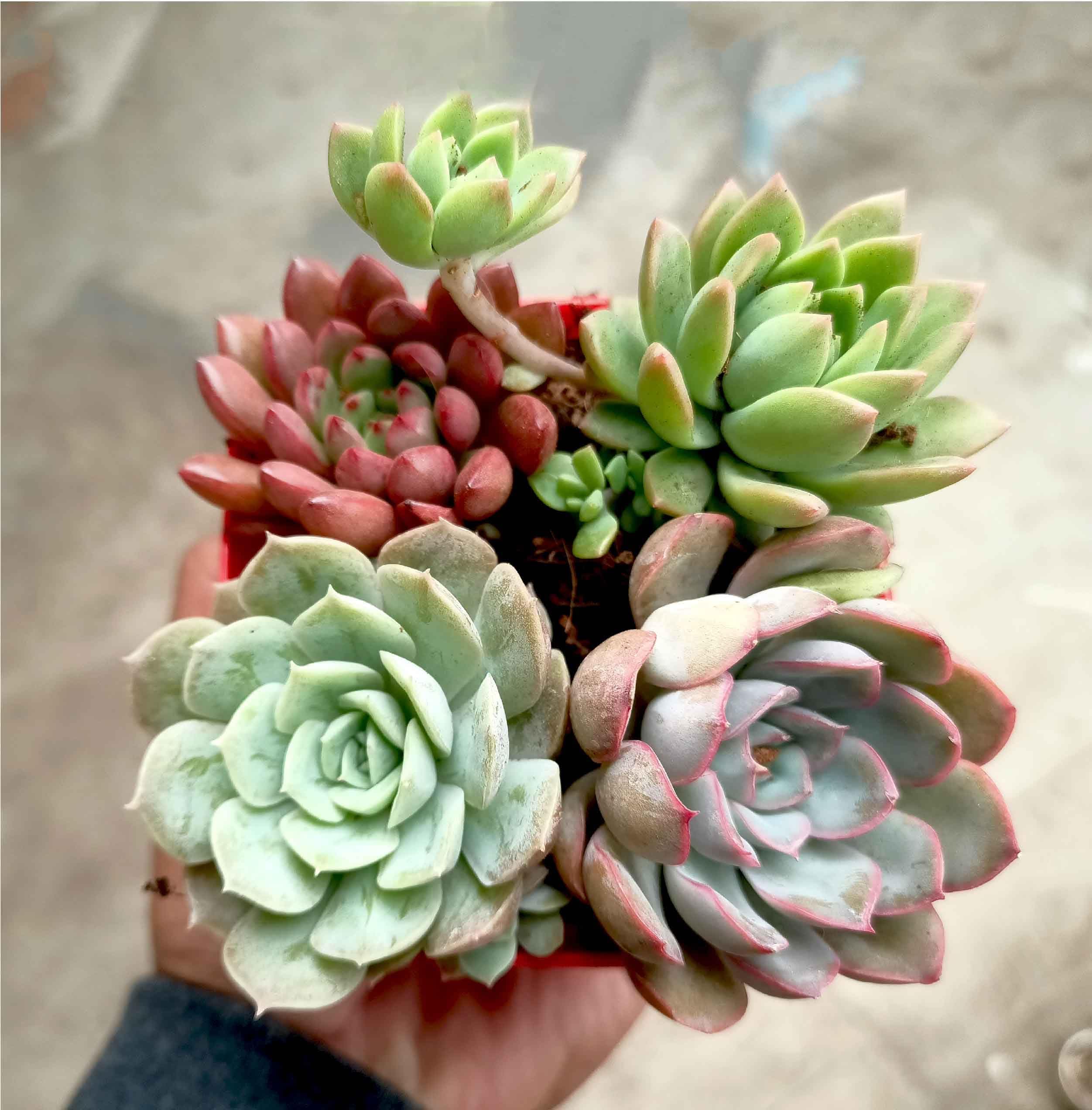 Live echeveria (lakshmi kamal) combo succulent plant arrangements for living room, indoor/outdoor garden, varanda decor with 10 cm plastic pot