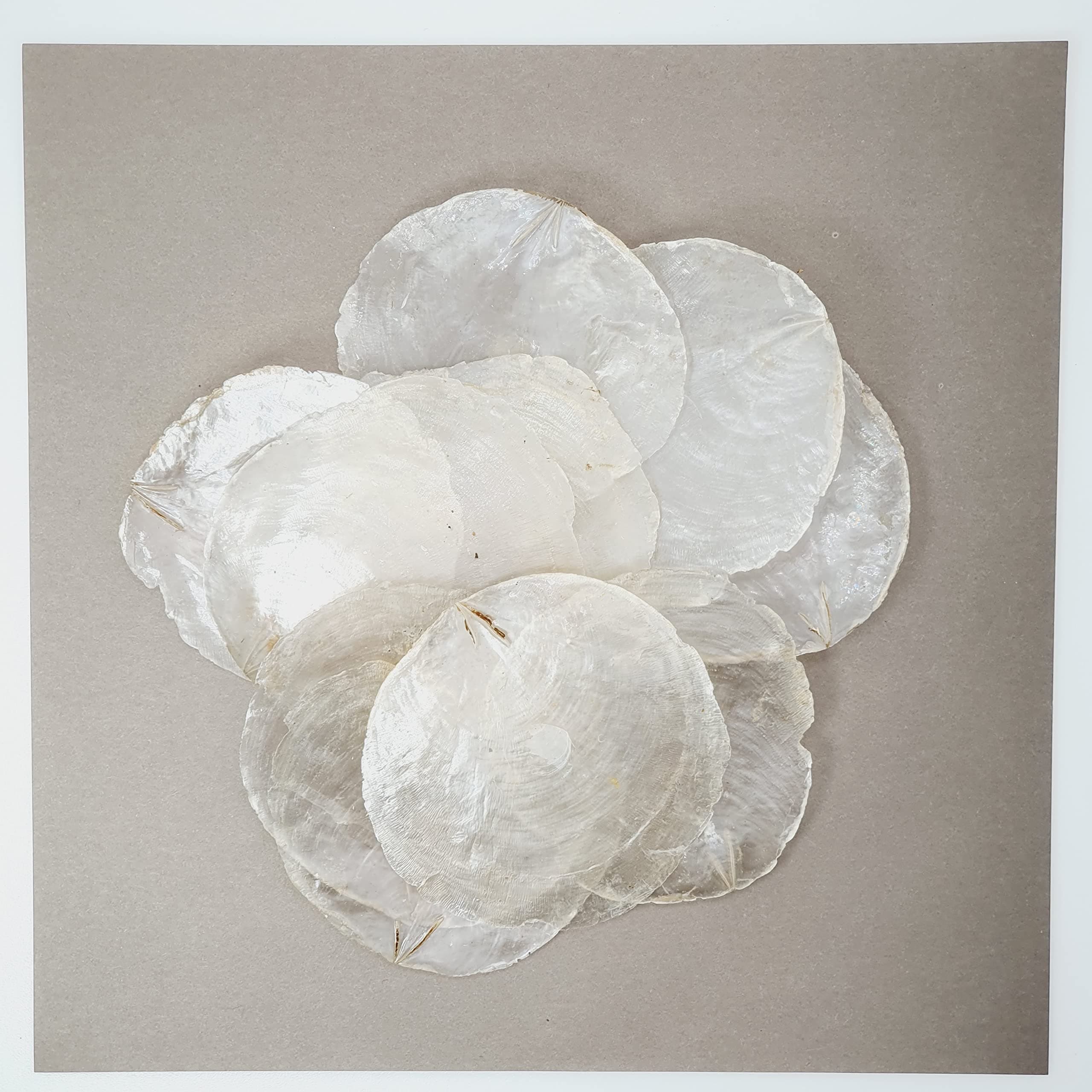 AVALON Capiz Shells for Crafts 8-10 cm Natural White Round Shell Discs Mother of Pearl Shell Ornaments Weddings/Home Decor, Beach & Costal Themed Arts and DIY Crafts Projects etc (10)