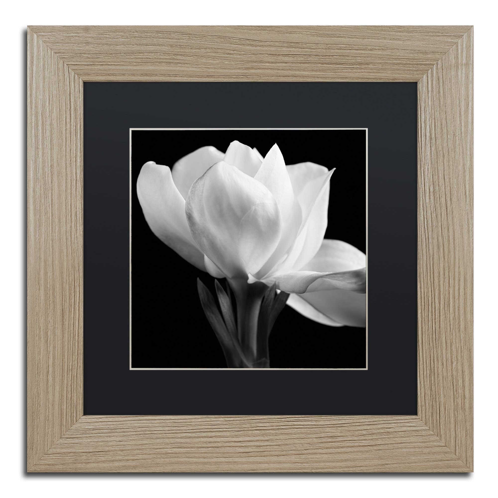 Trademark Fine Art Gardenia by Michael Harrison, Black Matte, Birch Frame 11x11-Inch