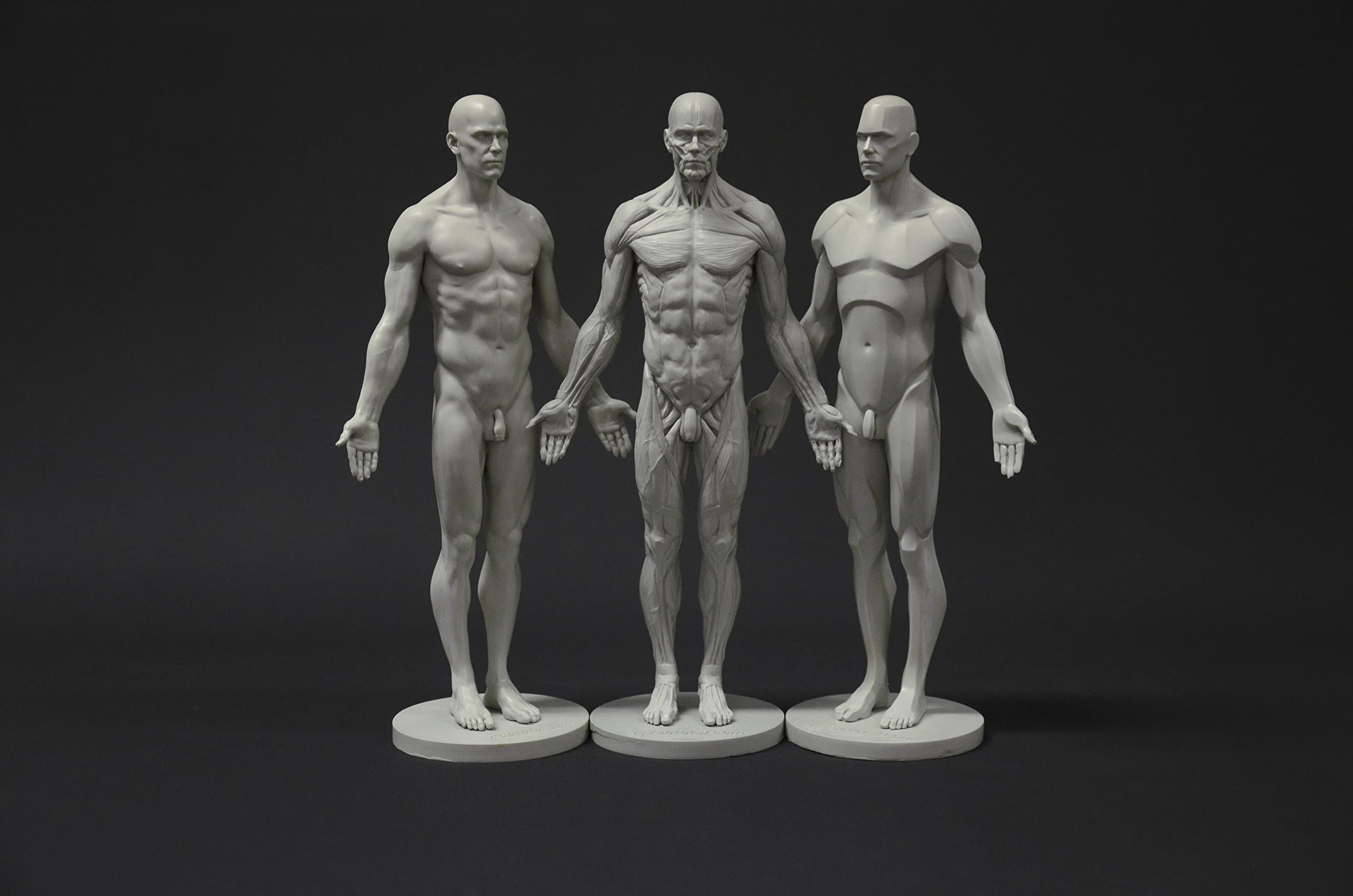 Male Anatomy Figure Collection: Planar, Ecorche and Skin - Anatomical Reference for Artists