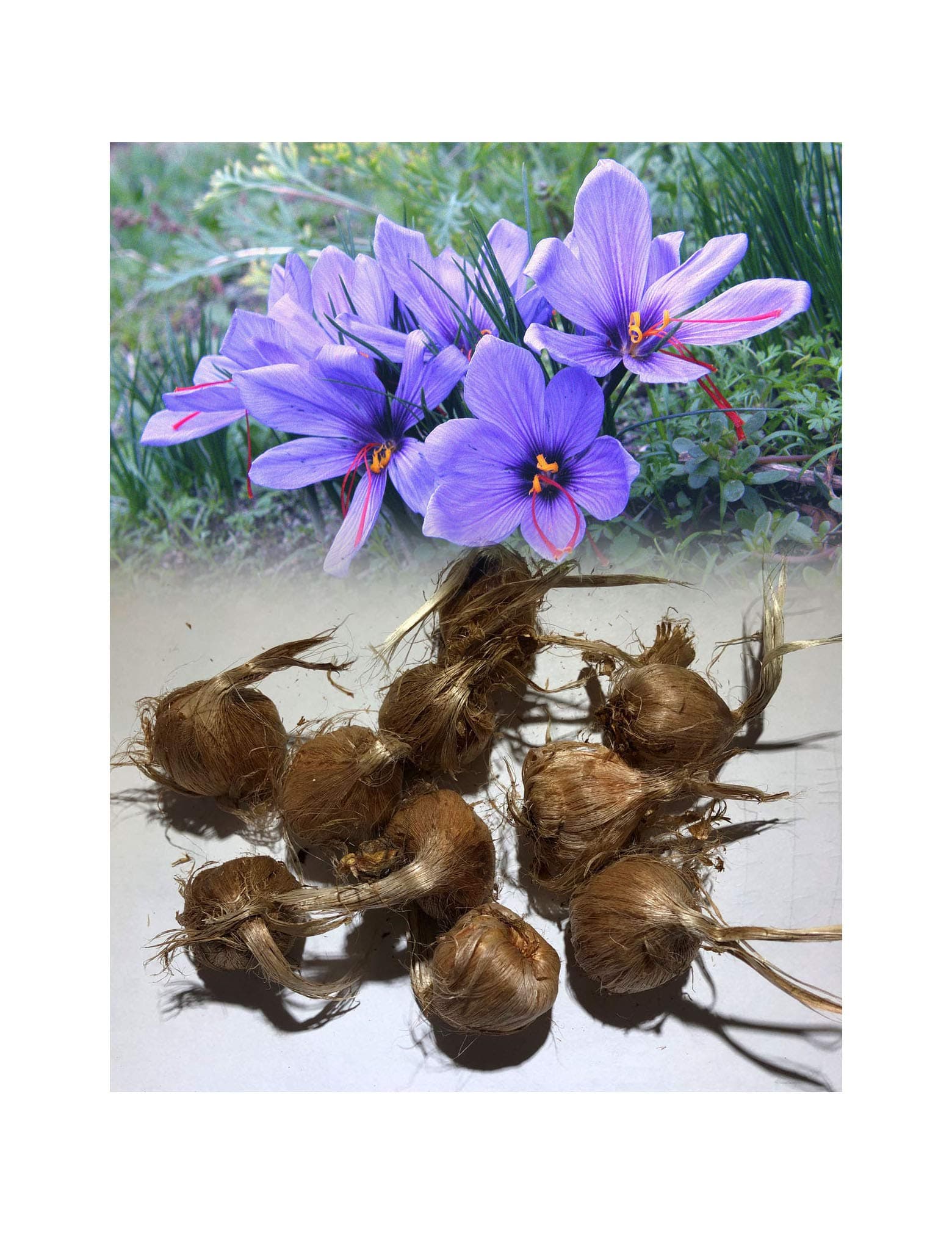 UK Stockist. 10 Crocus Sativus (Saffron) Autumn Flowering Very Expensive Spice Grow Your Own Perennial