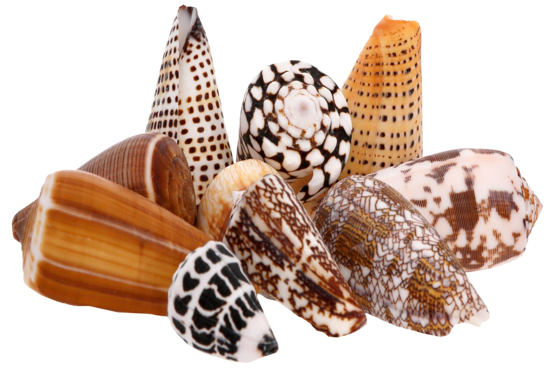Conus Shell Pack - Sea Shells Mixed Beach Seashells - 350 Grams - Quality, Handpicked and Cleaned - Bag of Approx. 20 Seashells