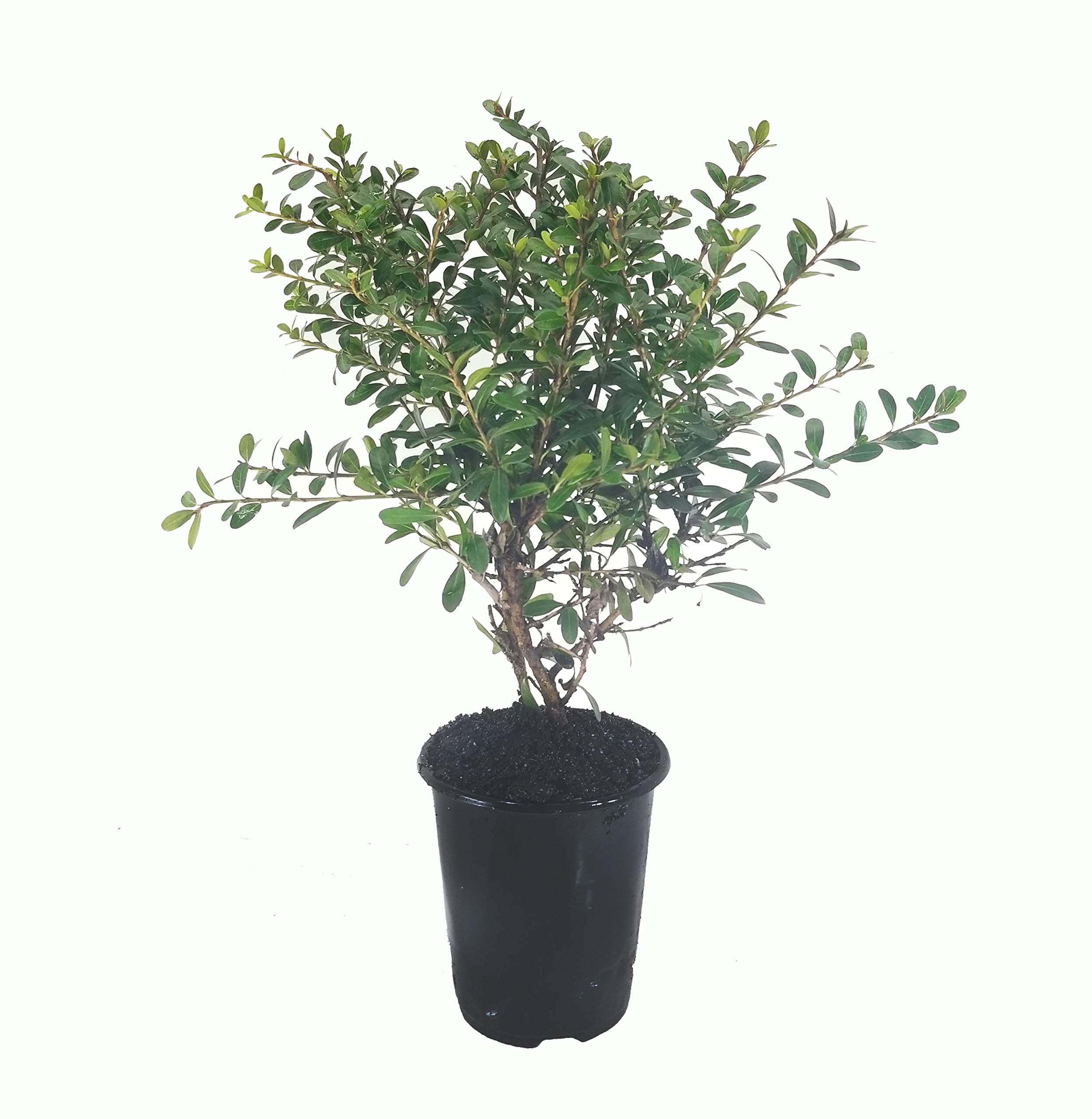 Walters Viburnum Whorled Class - 3 Live Quart Size Plants - Viburnum Obovatum - Deciduous Blooming Shrub