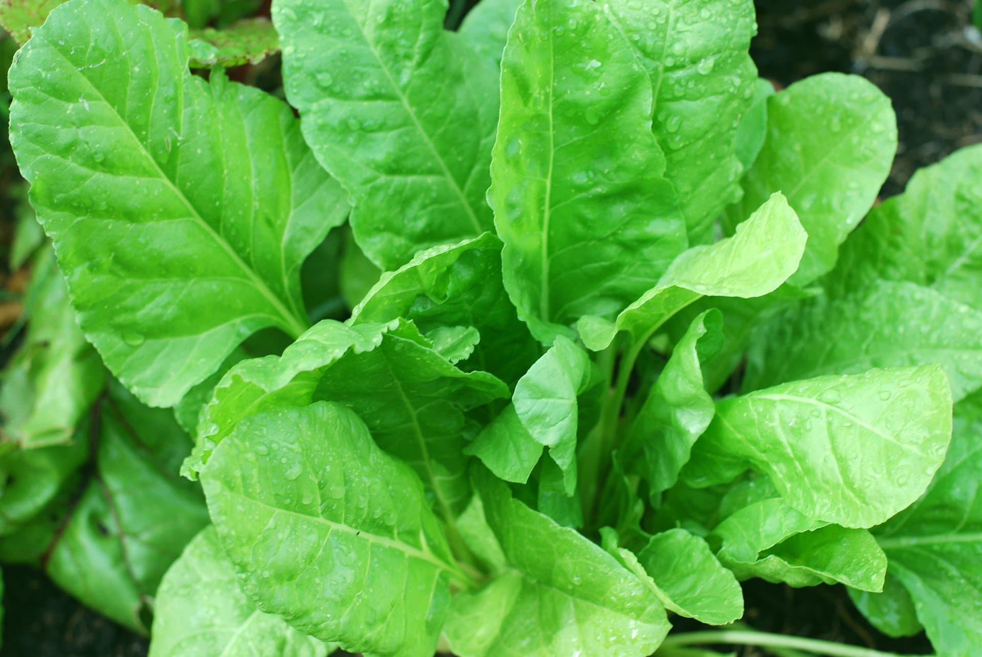 Desi Spinach, Palak Seeds (Pack of 1800 seds)