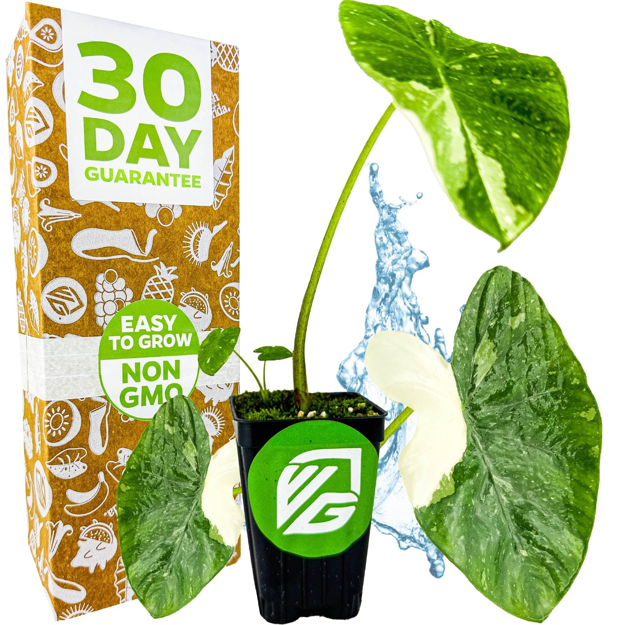 Elepaio Elephant Ear Live Plant