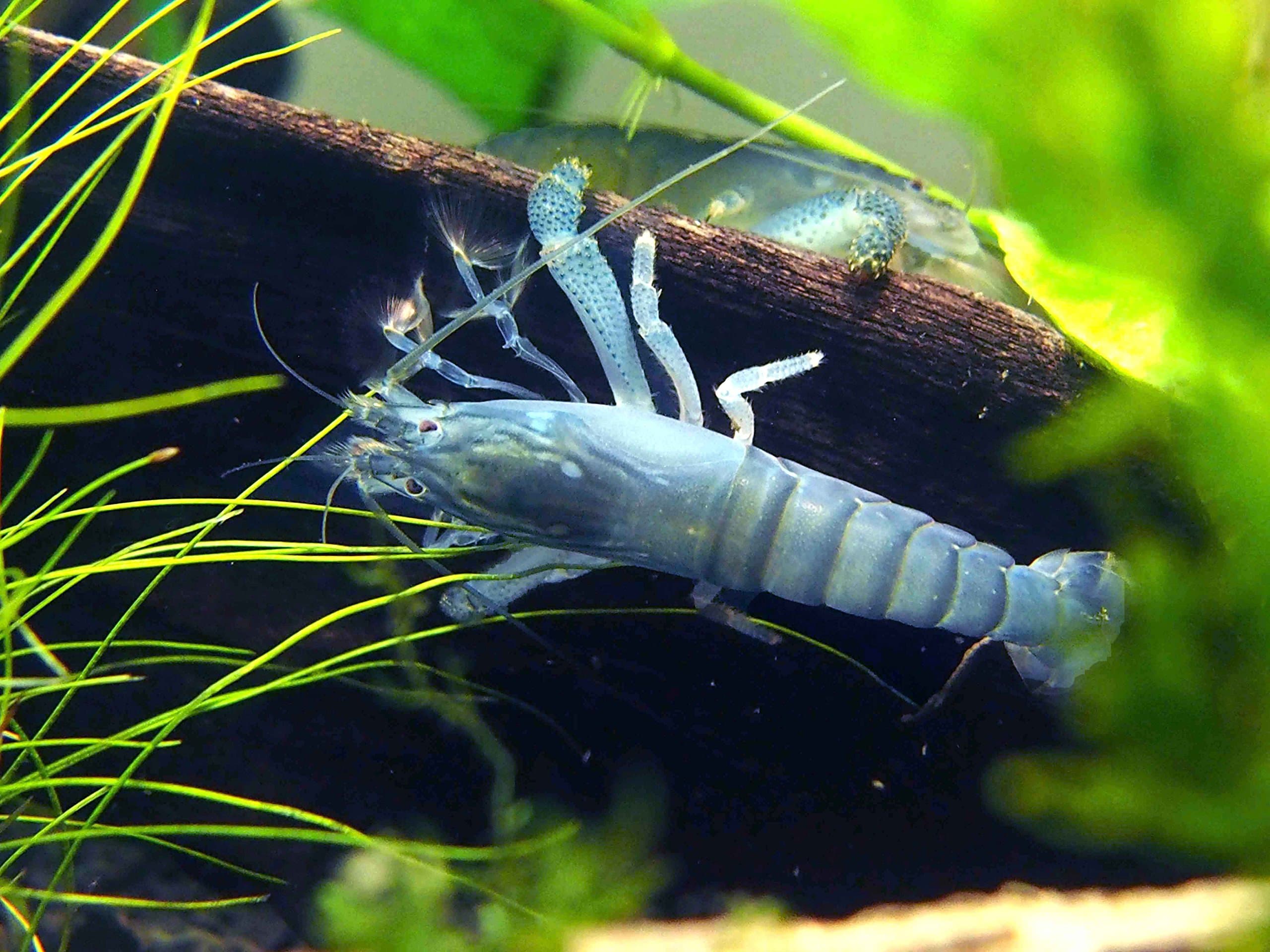 Aquatic Arts Live Vampire Shrimp | Freshwater Aquarium Filter Shrimp | Safe for Tetra, Guppy & Betta Fish Tanks