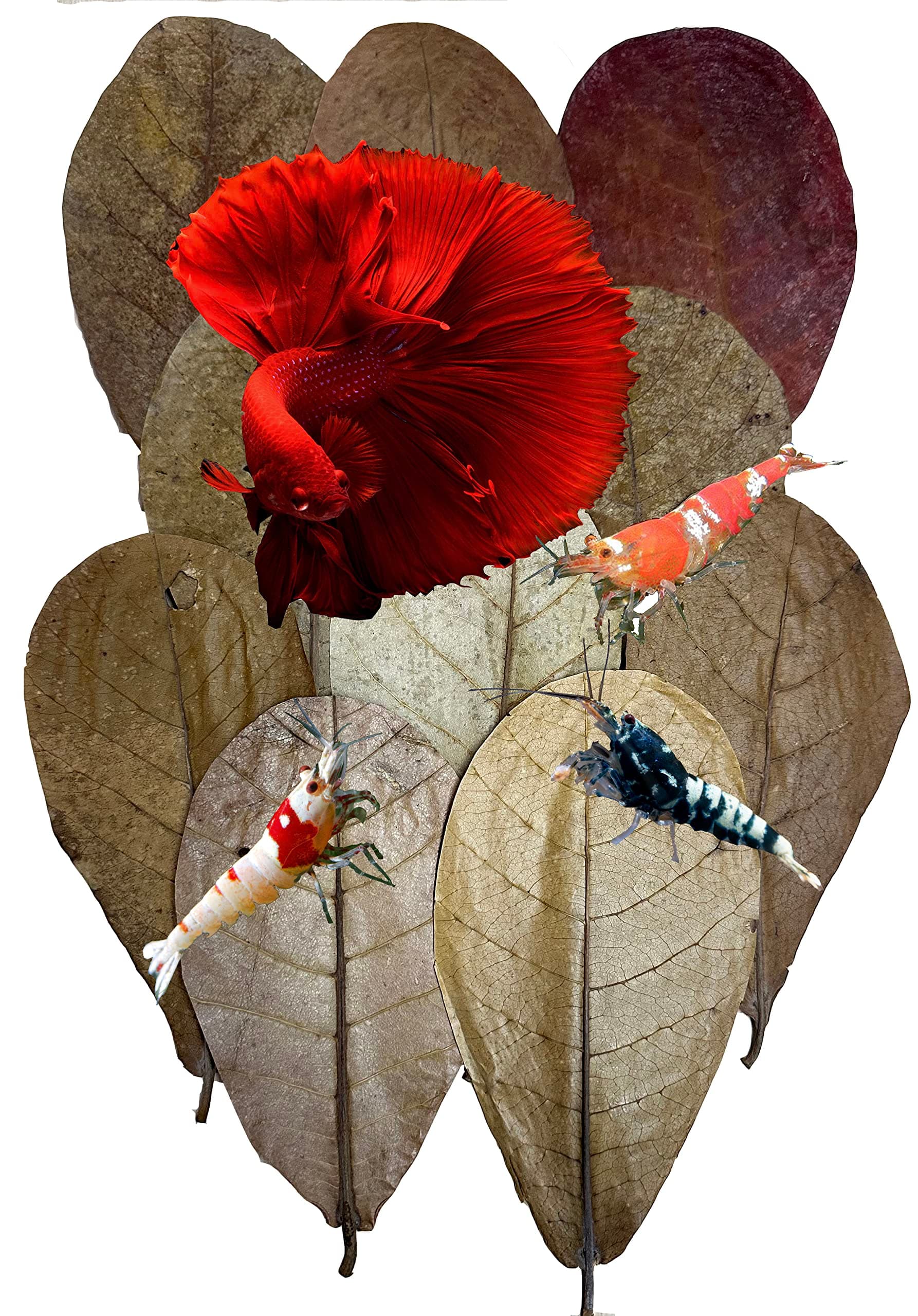 Awesome Aquatic Betta Shrimp Leaves 10 4"-6" Premium Catappa Indian Almond Leaves Aquarium Fish Shrimp Betta Tanks Blackwater Habitat Health Color Natural Habitat Tannin Improves Immunity