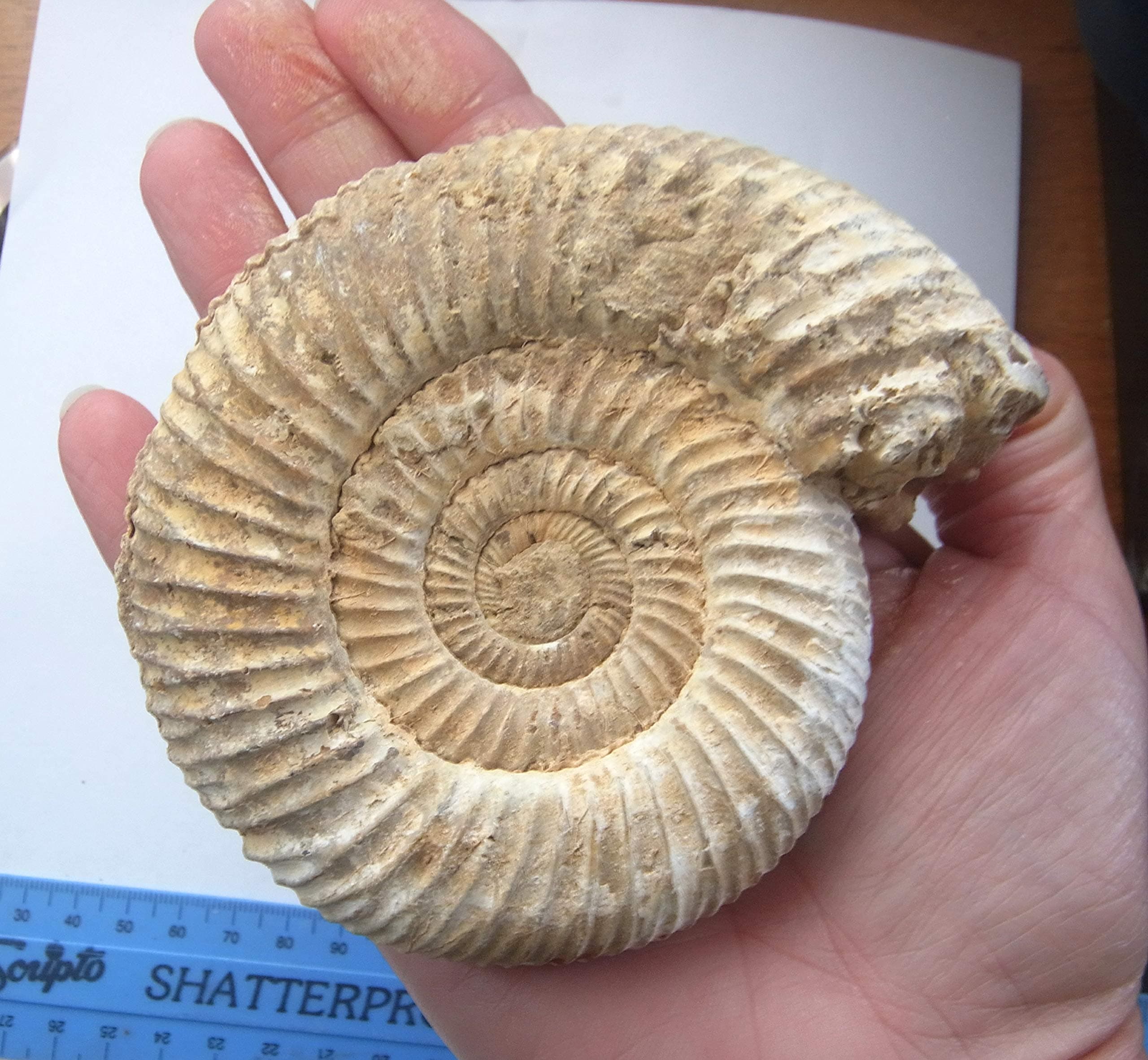 FS4030: Perisphinctes ammonite from Madagascar 80-100mm