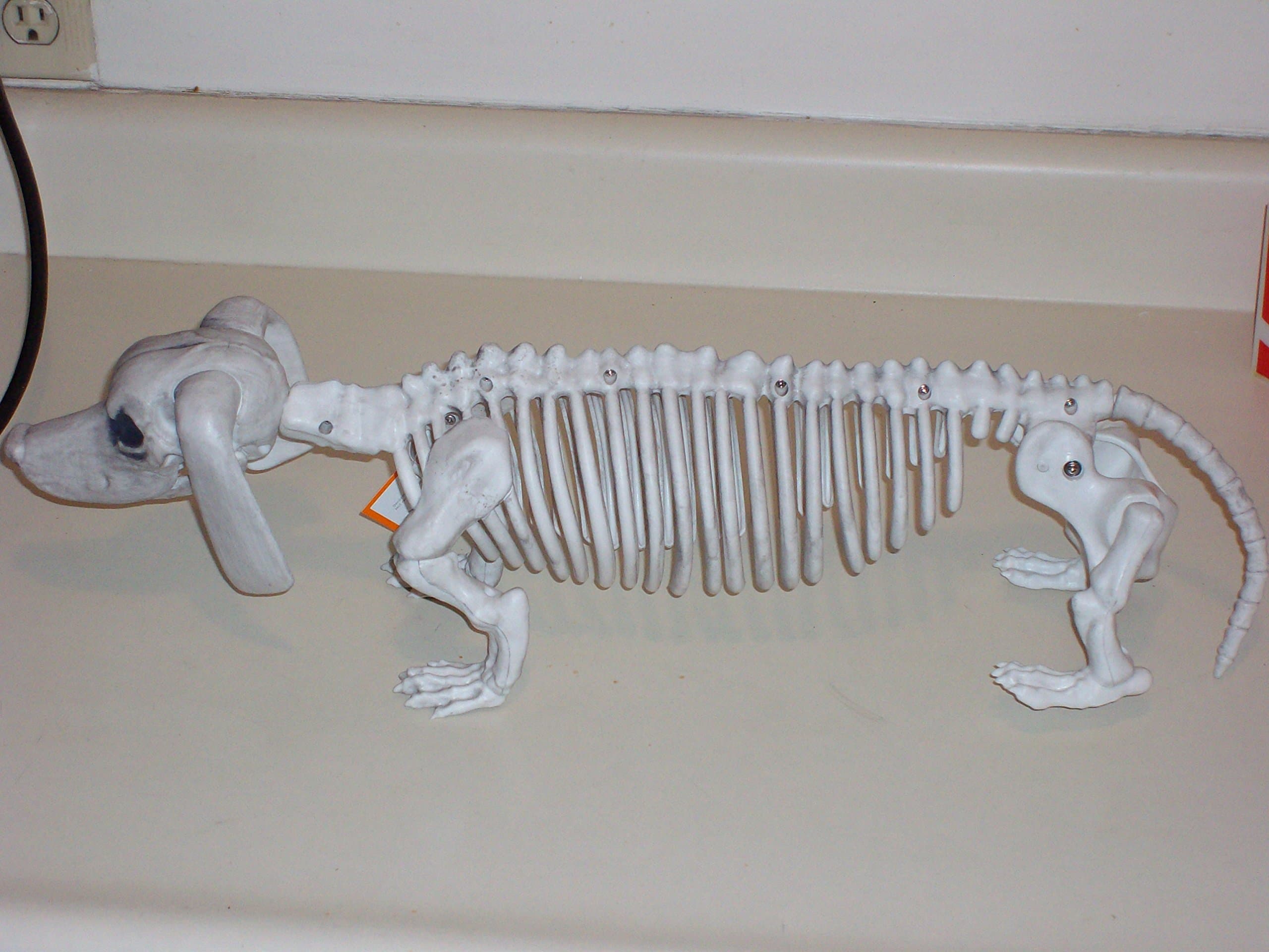 Halloween Dachshund Dog Skeleton