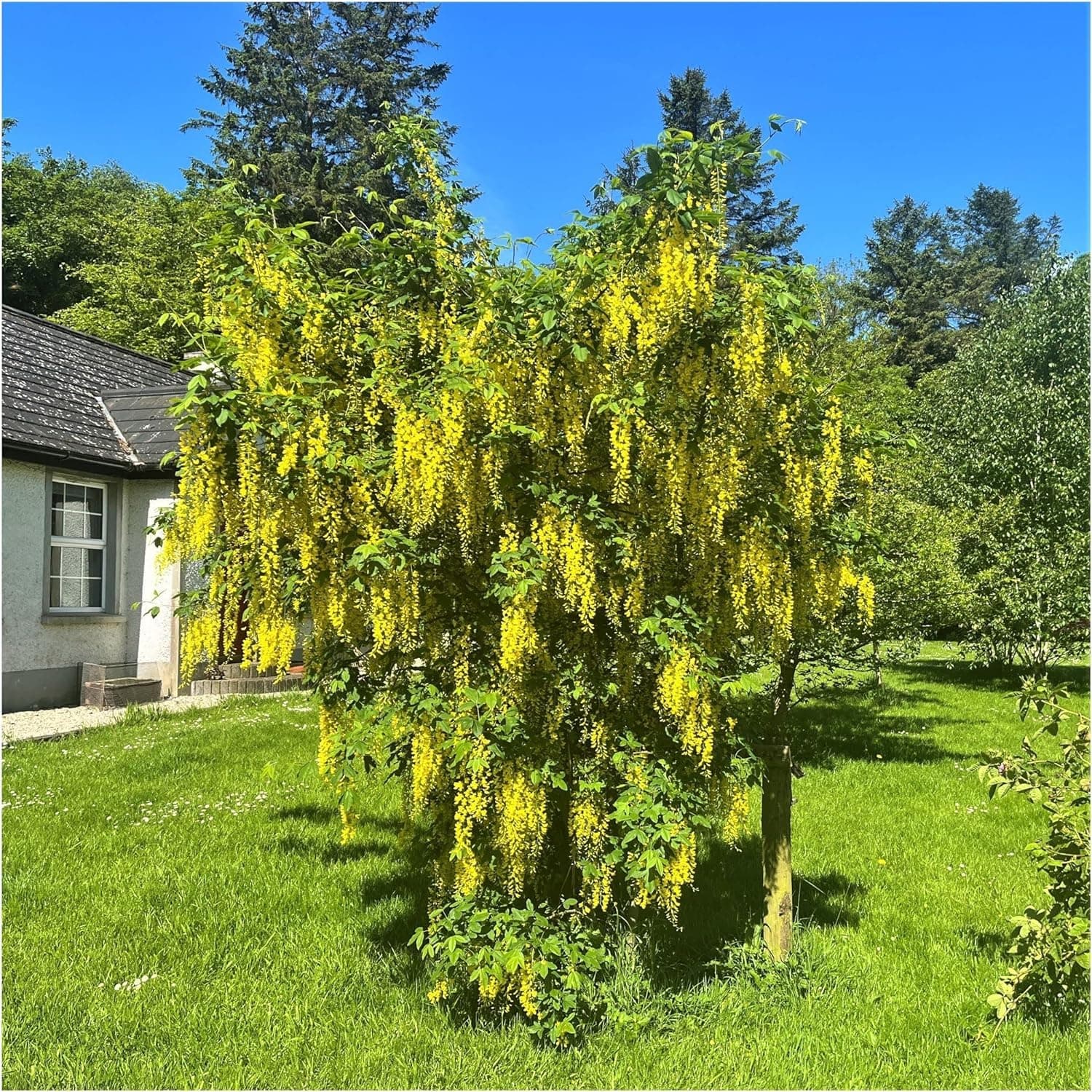 Common Laburnum Tree/Laburnum Anagyroides - Golden Chain, Golden Rain 50-80cm Tall 3fatpigs®