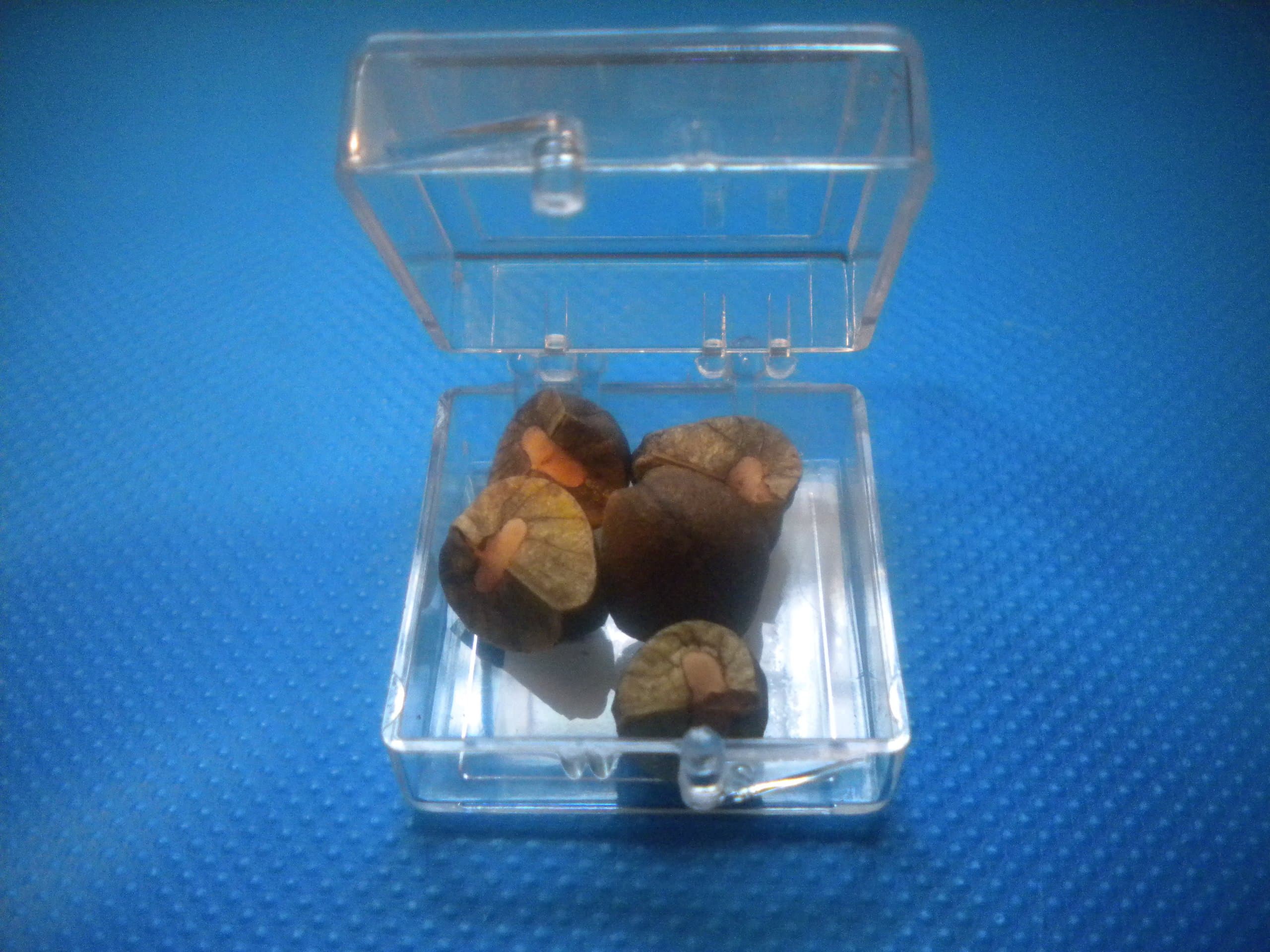 5 Live Jumping Beans