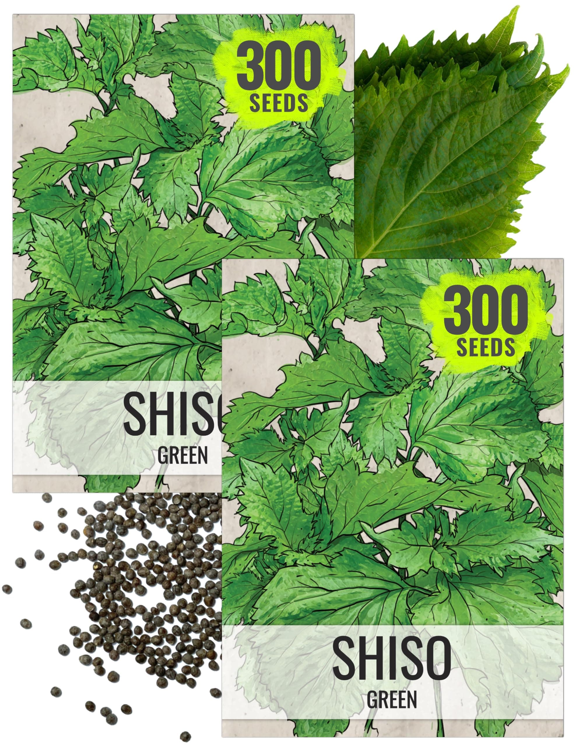 Seed Needs Shiso Seeds for Planting Green Perilla Herbs - Non-GMO Heirloom & Untreated Annual Herb Seed to Plant a Culinary Garden Indoors or Outdoors (2 Packs)