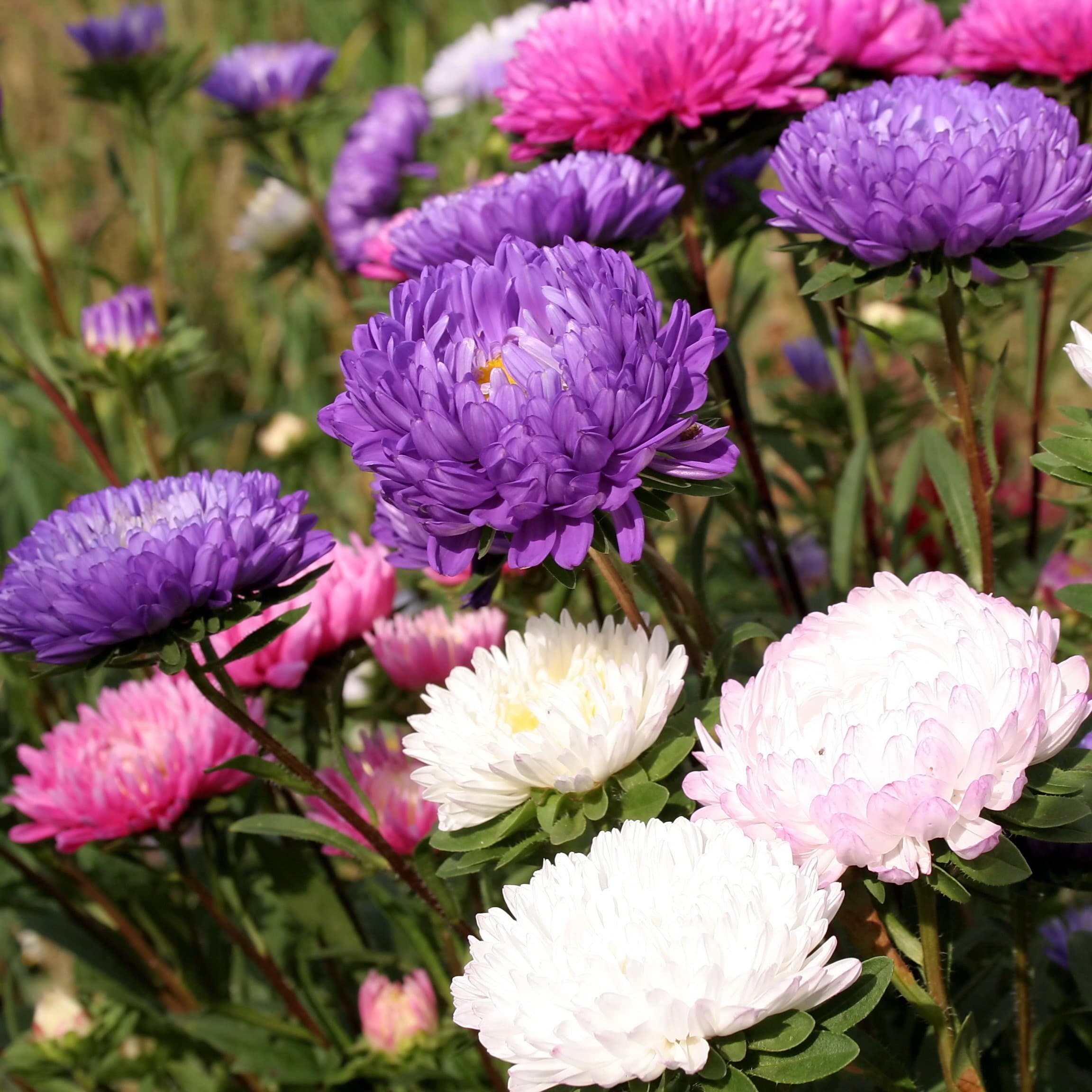 Chrysanthemum China Aster Seeds - Callistephus chinensis -