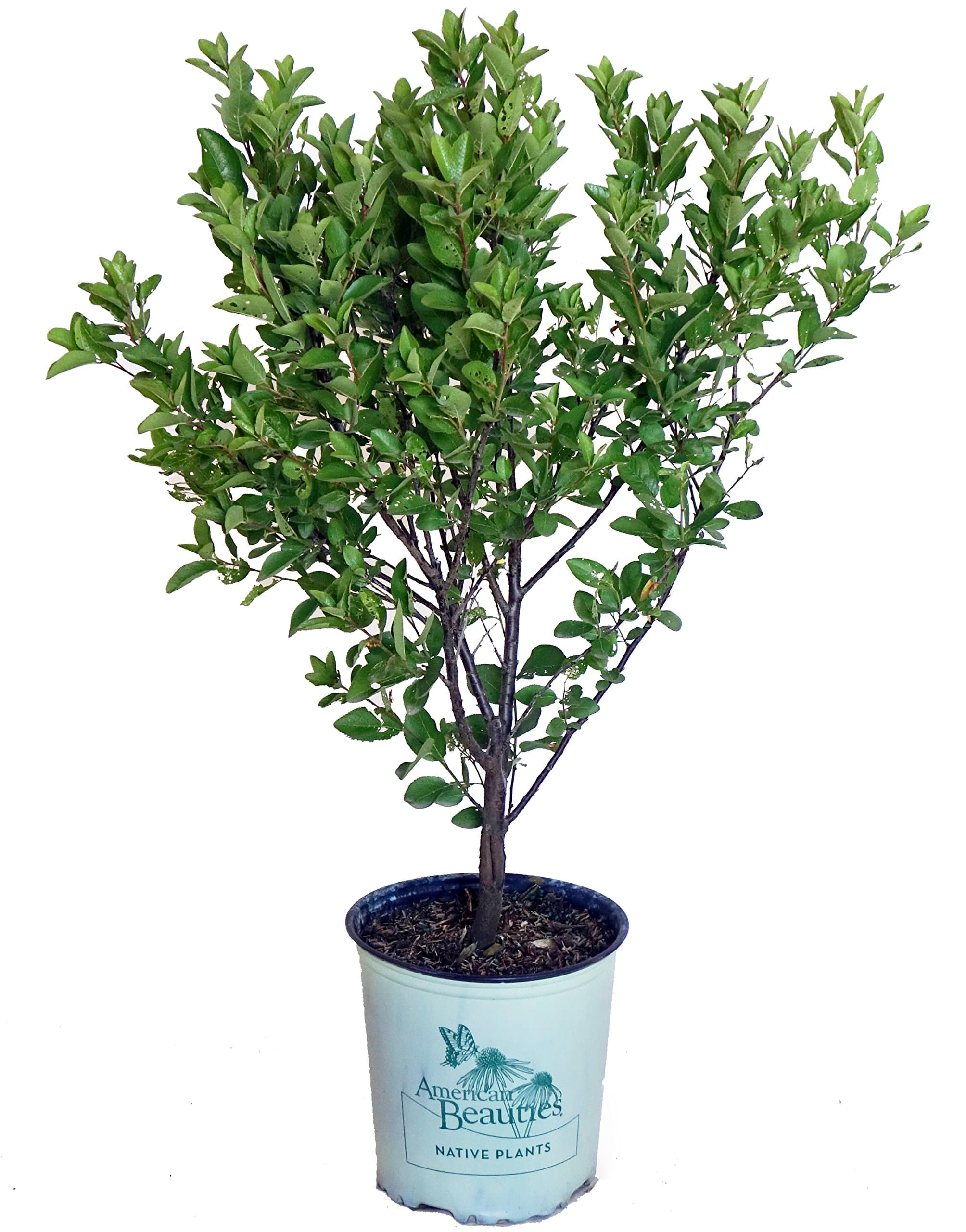 American Beauties Native Plants - Prunus maritima (Beach Plum) Shrub, , #2 - Size Container