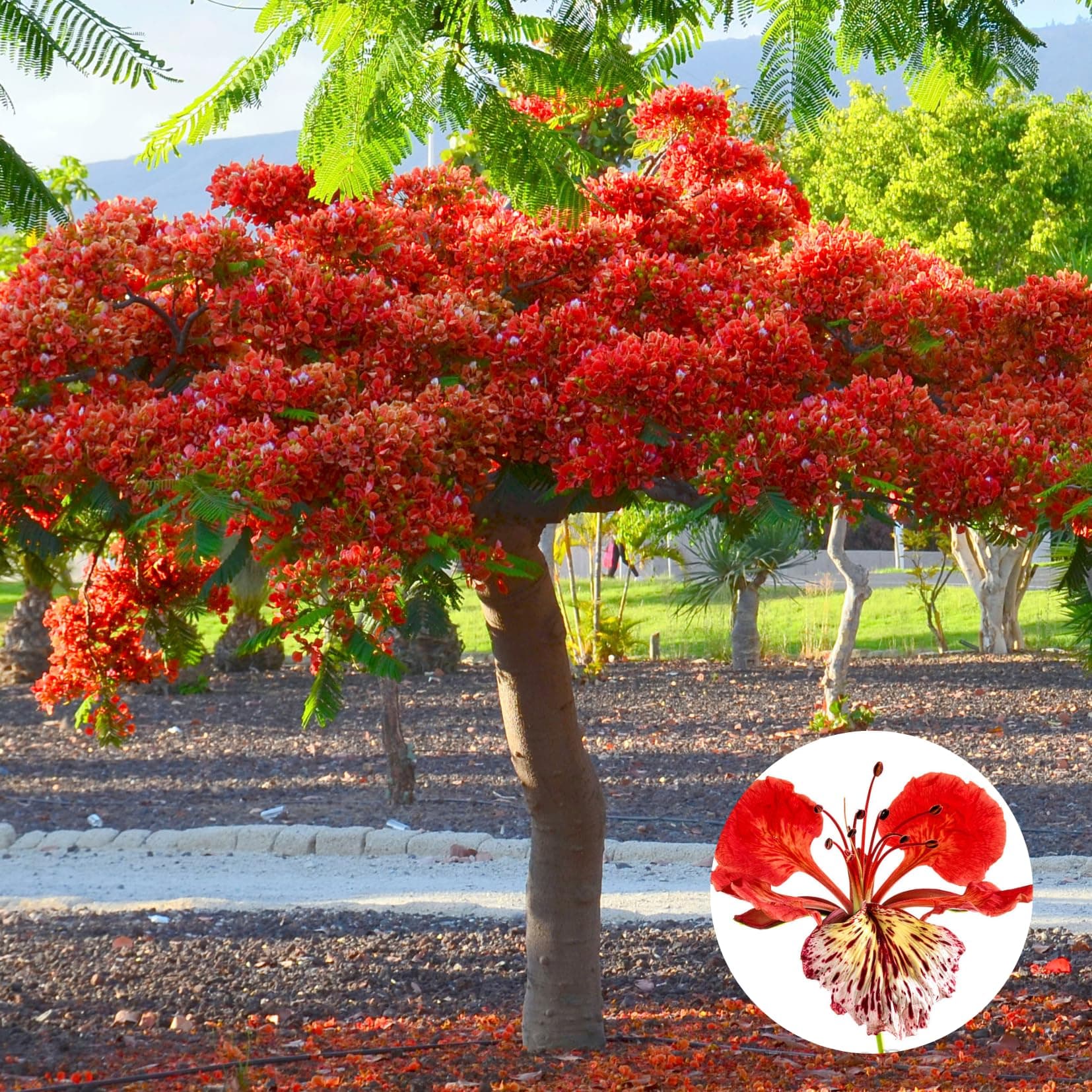 Combo 2 Red Flamboyant Trees Live Plants in 4 Inches Pot, 8-10 Inches Height, Royal Poinciana Trees