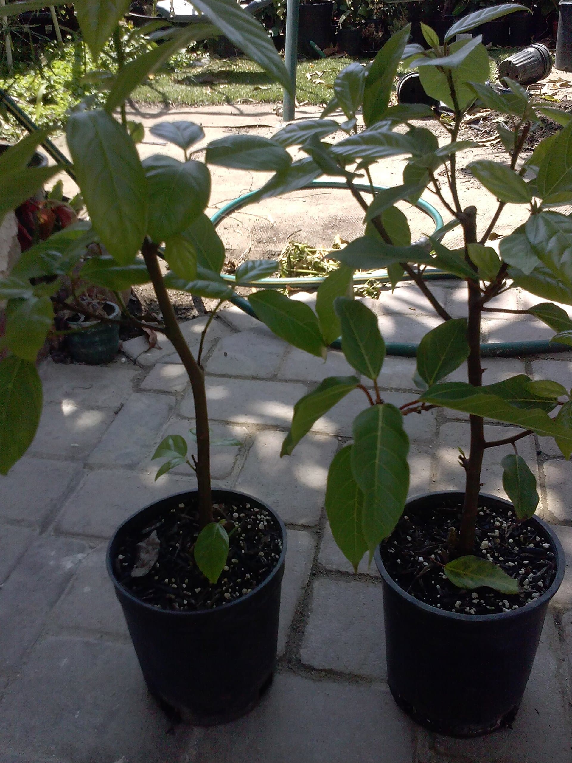 Ficus Racemosa - Cluster Fig Tree - Cây Sung - 1 Feet Tall - Ship in 1 Gal Pot
