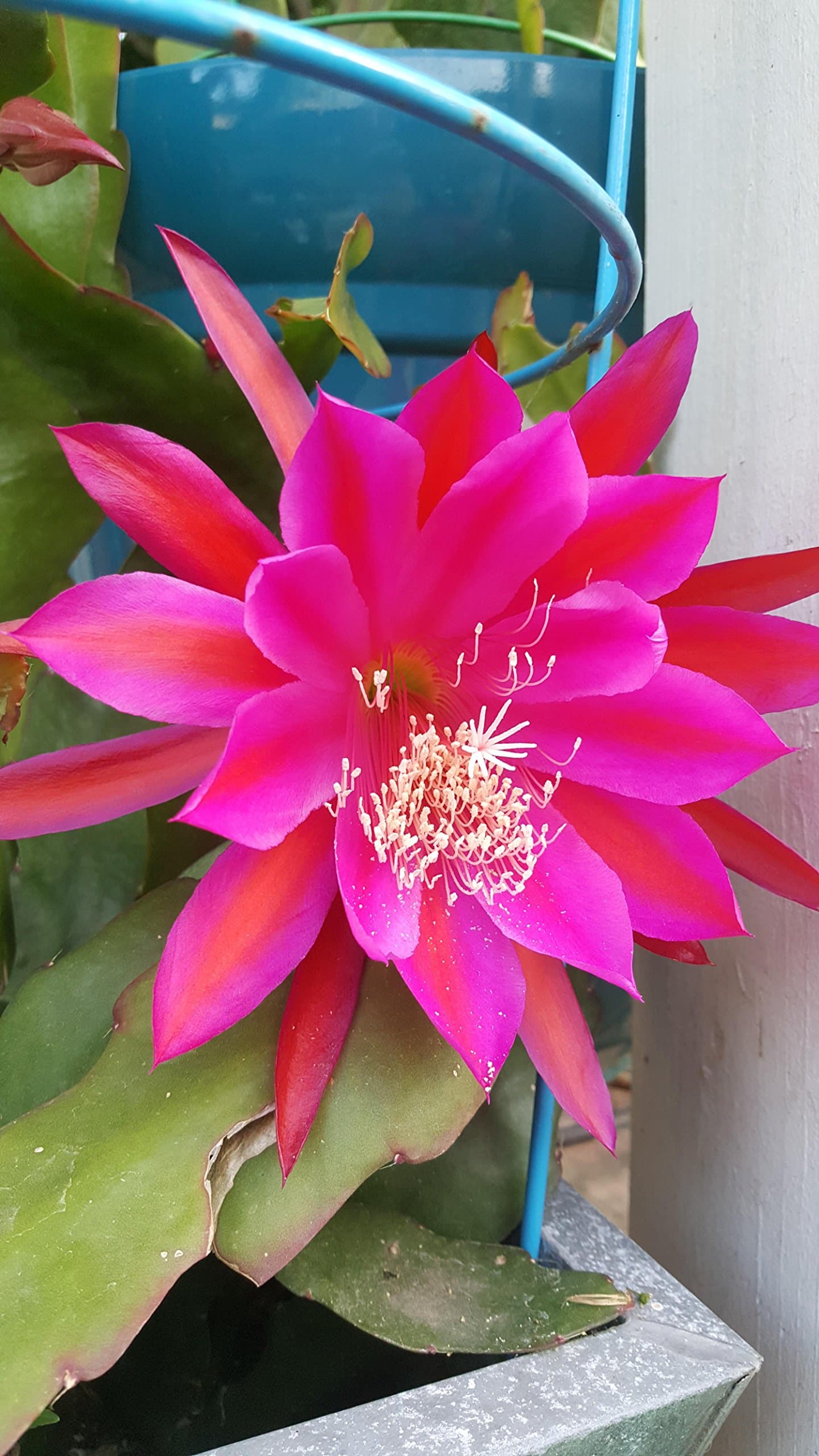 Epiphyllum Orchid 8"-10" Fresh Cutting Plant Queen of The Night Cactus RIC Rac (Purple)