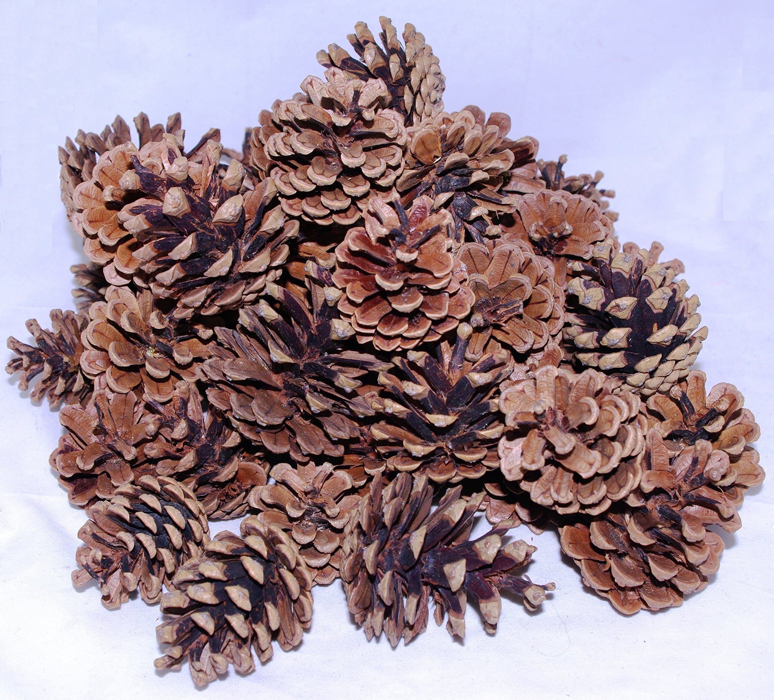50 Pine Cones, Mixed Sizes 4-7cm: Natural, Open and Dried - Professional Quality