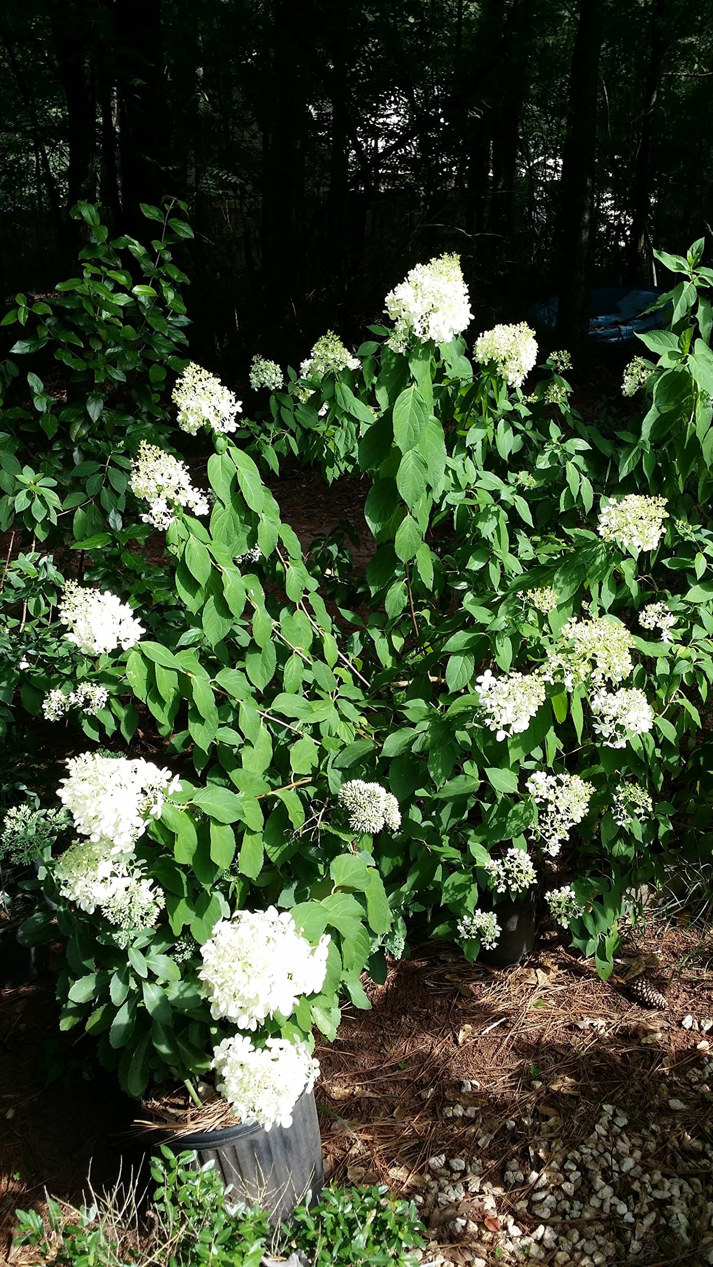 Pixies Gardens Chantilly Lace Hydrangea Pack of 3 Liners Very Cold Hardy 3 in 1 Plant