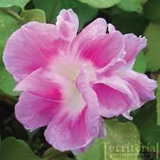 (AMG)~"SPLIT SECOND" MORNING GLORY~Seed!!!~Wonderful Pink Double!!