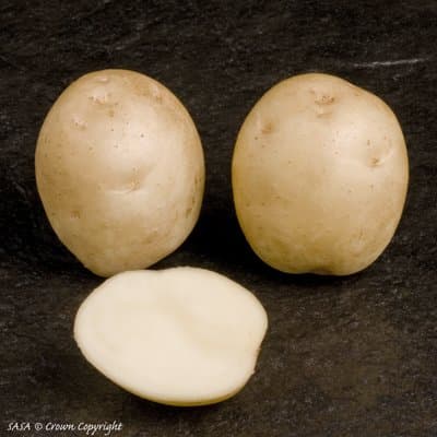 Loose Picked Accord Seed Potatoes 1kg