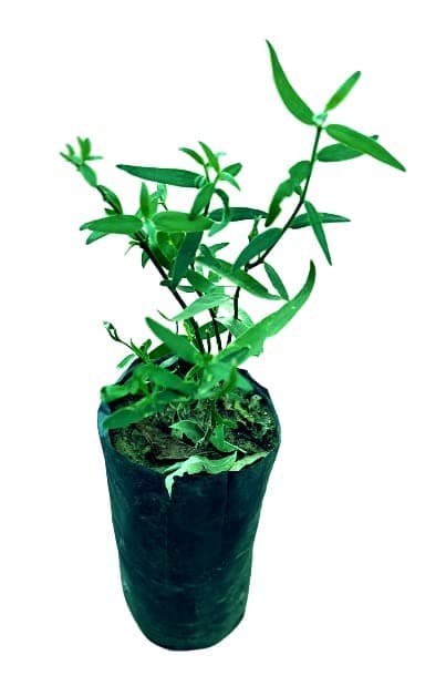 Jaal, Salvadora Oleoides Live Plant
