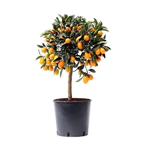 Kumquat Tree | Orange Tree Plant | Fruit Tree | houseplant | Height 75cm | Pot 22cm | Potted Citrus Tree