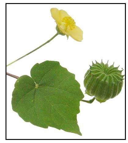 ShubhBhakti Atibala Kangi Indian Mallow Abutilon Indicum (50 g)