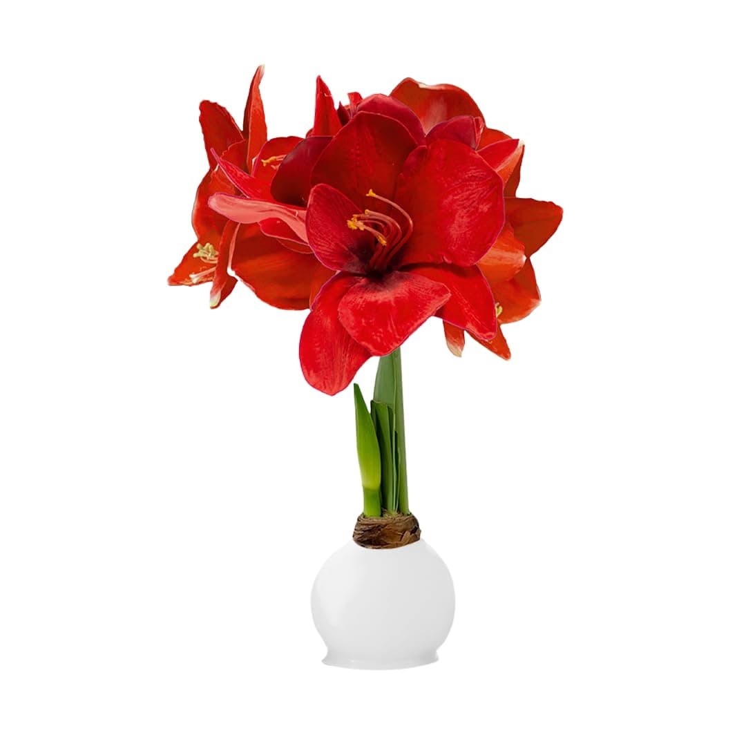 Waxed Amaryllis Bulb - White Wax Red Blooms, No Water Needed, Extra-Large Indoor Winter Flower, New Years, Galetine & Valentine Holiday Gift